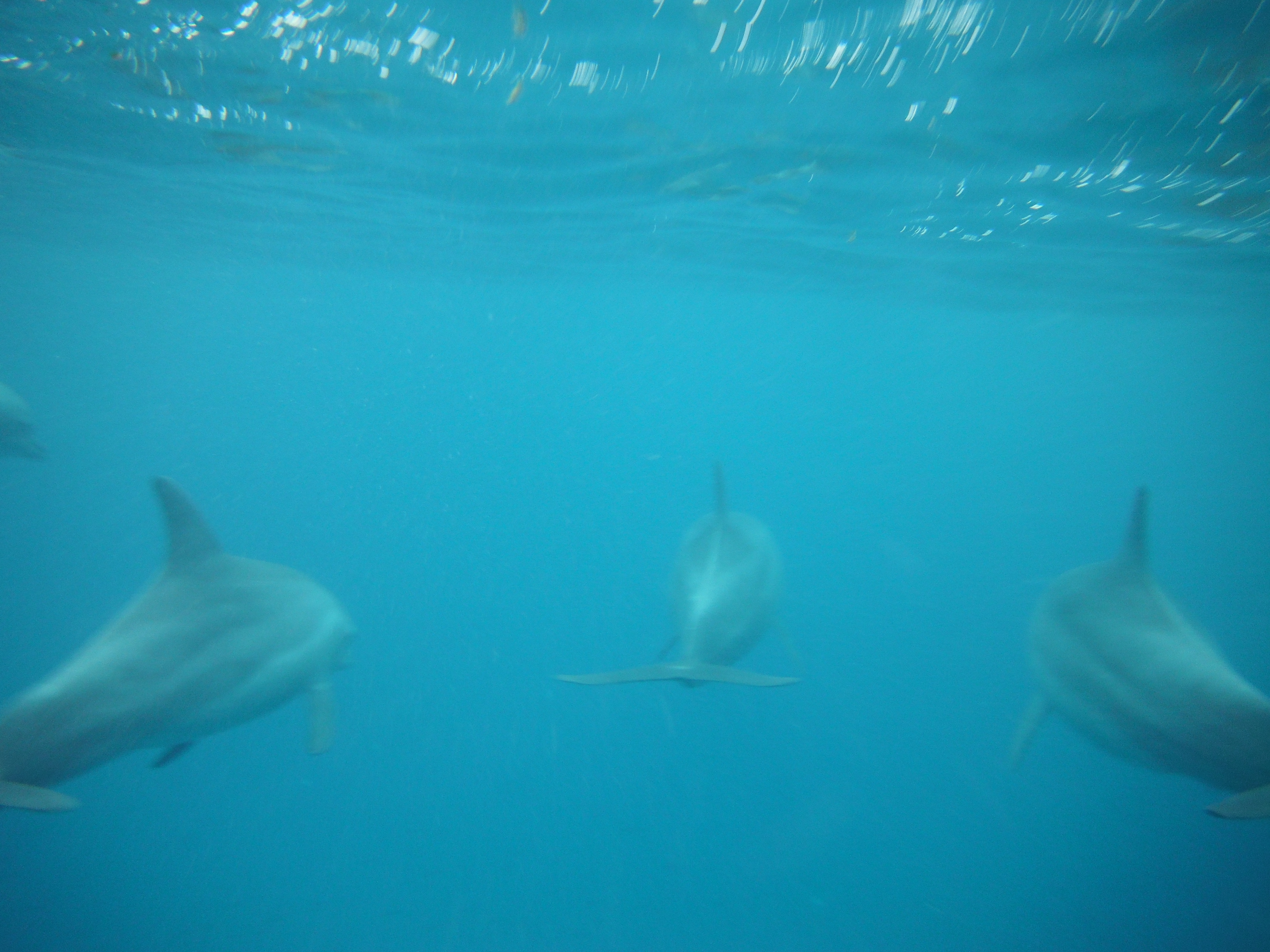 Swimming with Dolphins in Zanzibar