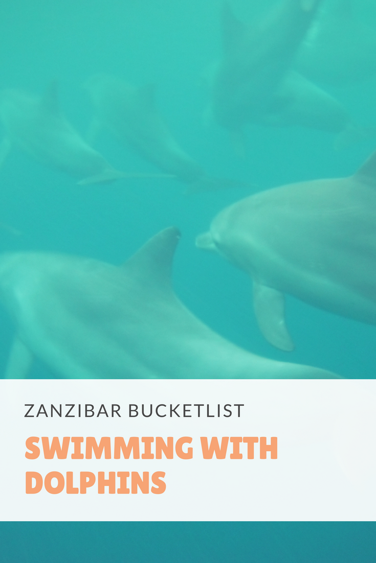 Swimming with dolphins in Zanzibar is a unique experience! Read all about our tour to Southern Unguja to swim with these bottlenose dolphins