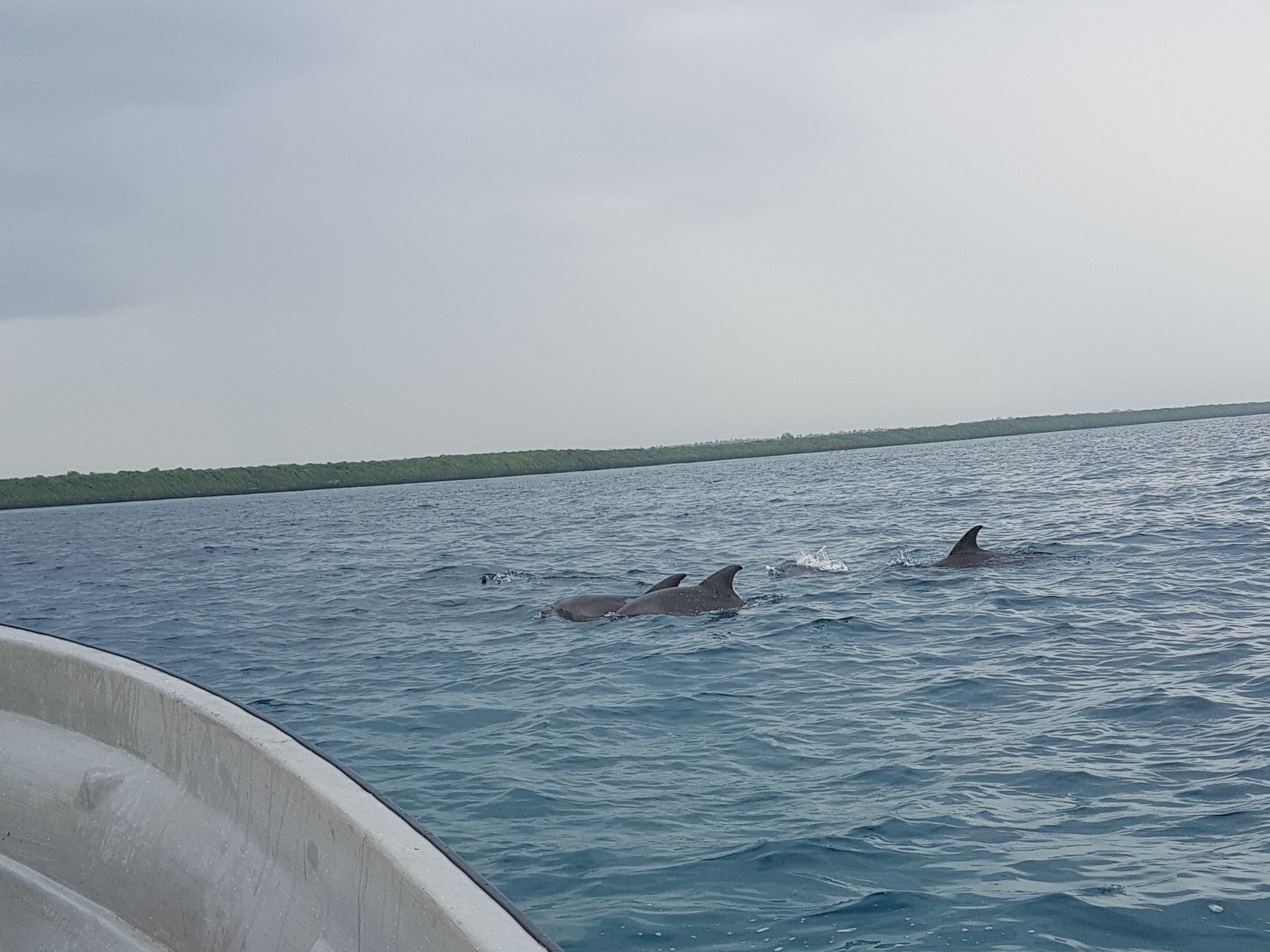 Swimming with Dolphins in Zanzibar