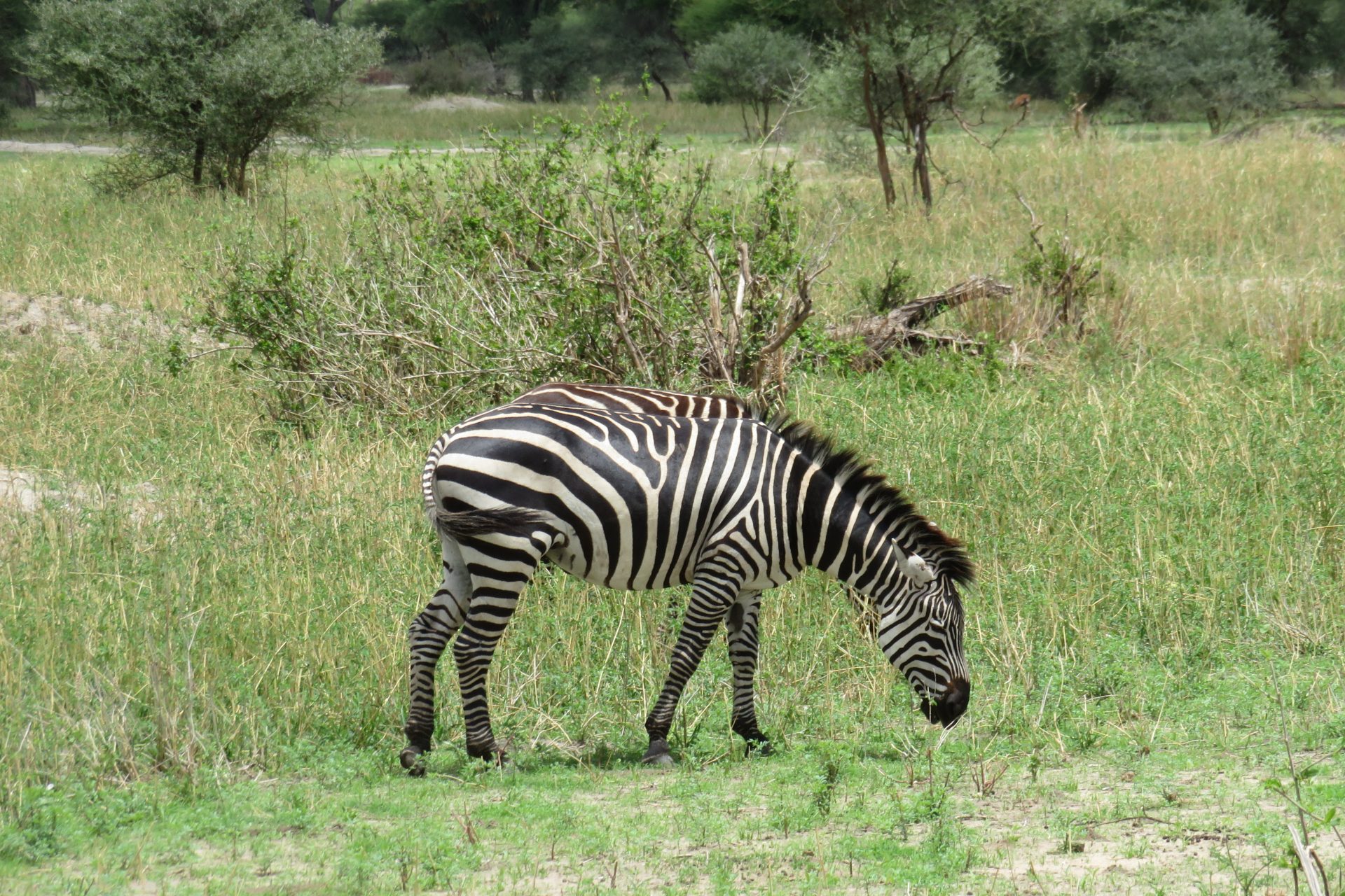 Shadows of Africa was the safari company we used for our recent trip to Tanzania. For the average traveler, going on a safari is a major life trip and choosing the right safari company is very important. We highly recommend Shadows of Africa and here's why.