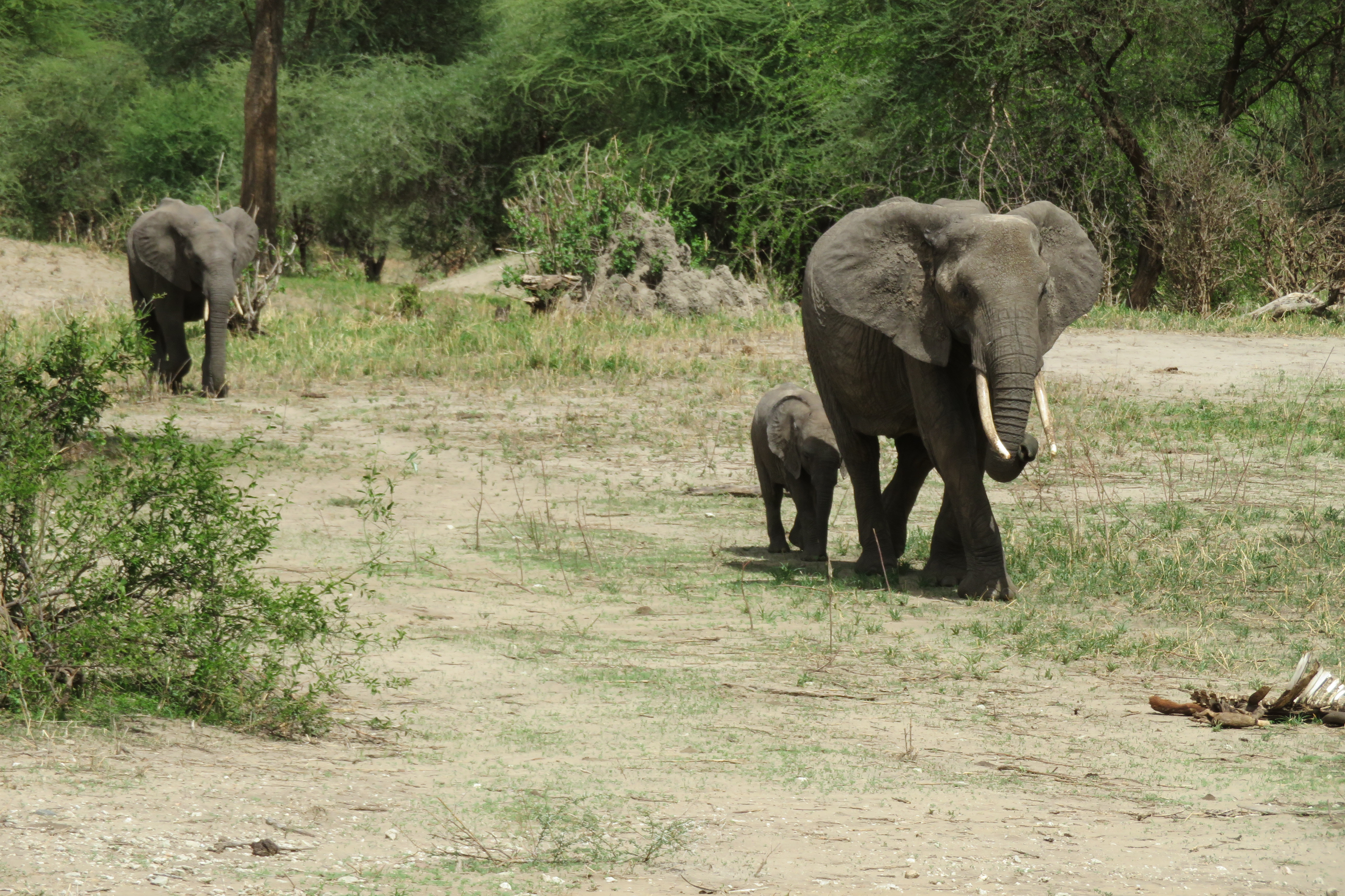 Elephants while on Shadows of Africa safari in Tarangire