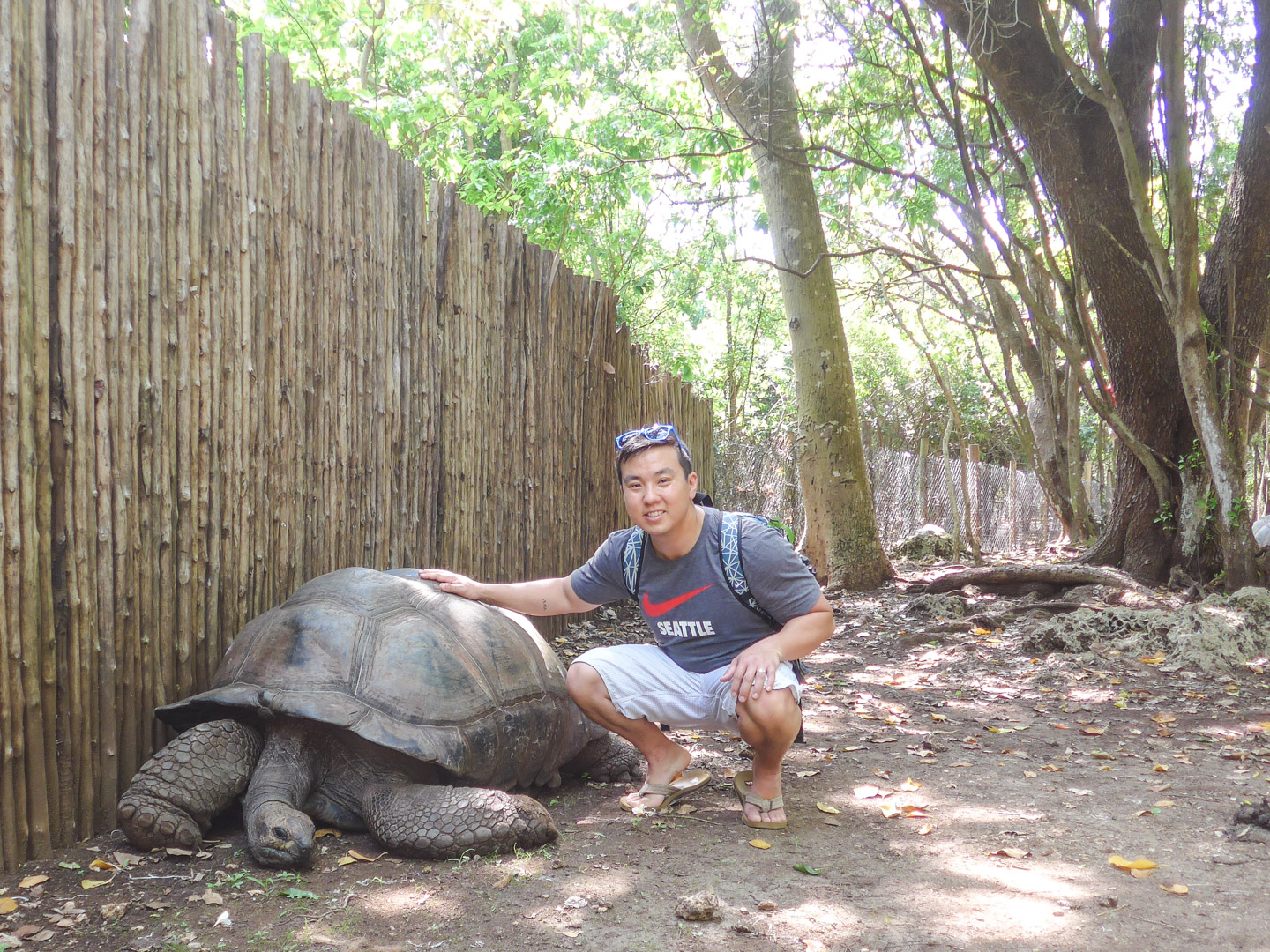 Stone Town Prison Island Giant Tortoises