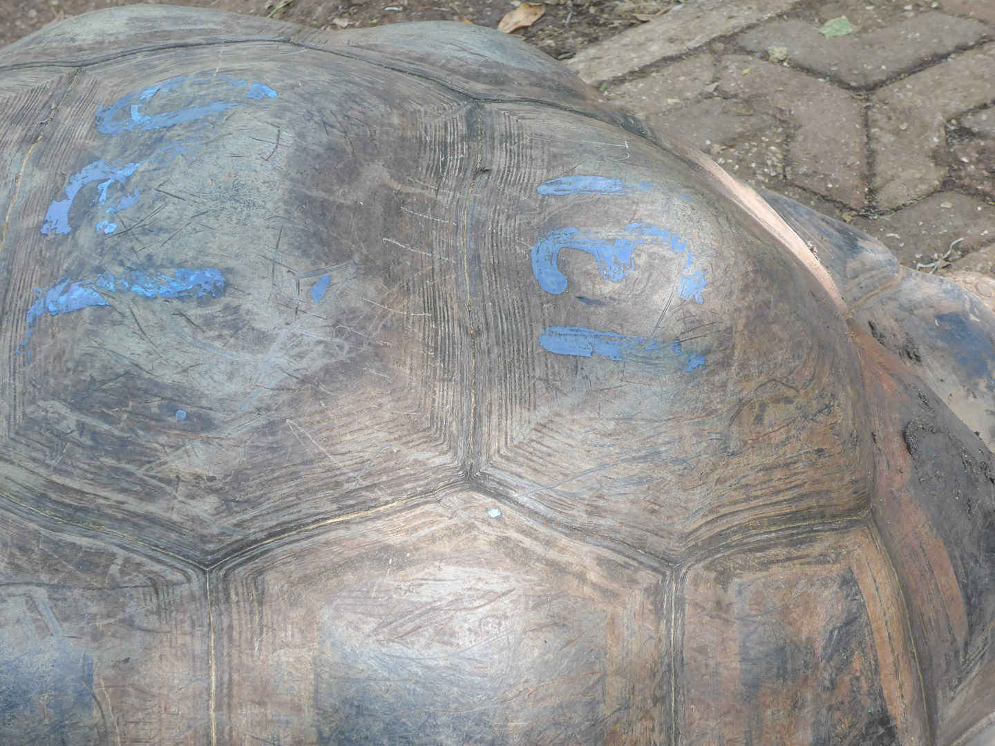 Stone Town Prison Island Tortoise Age