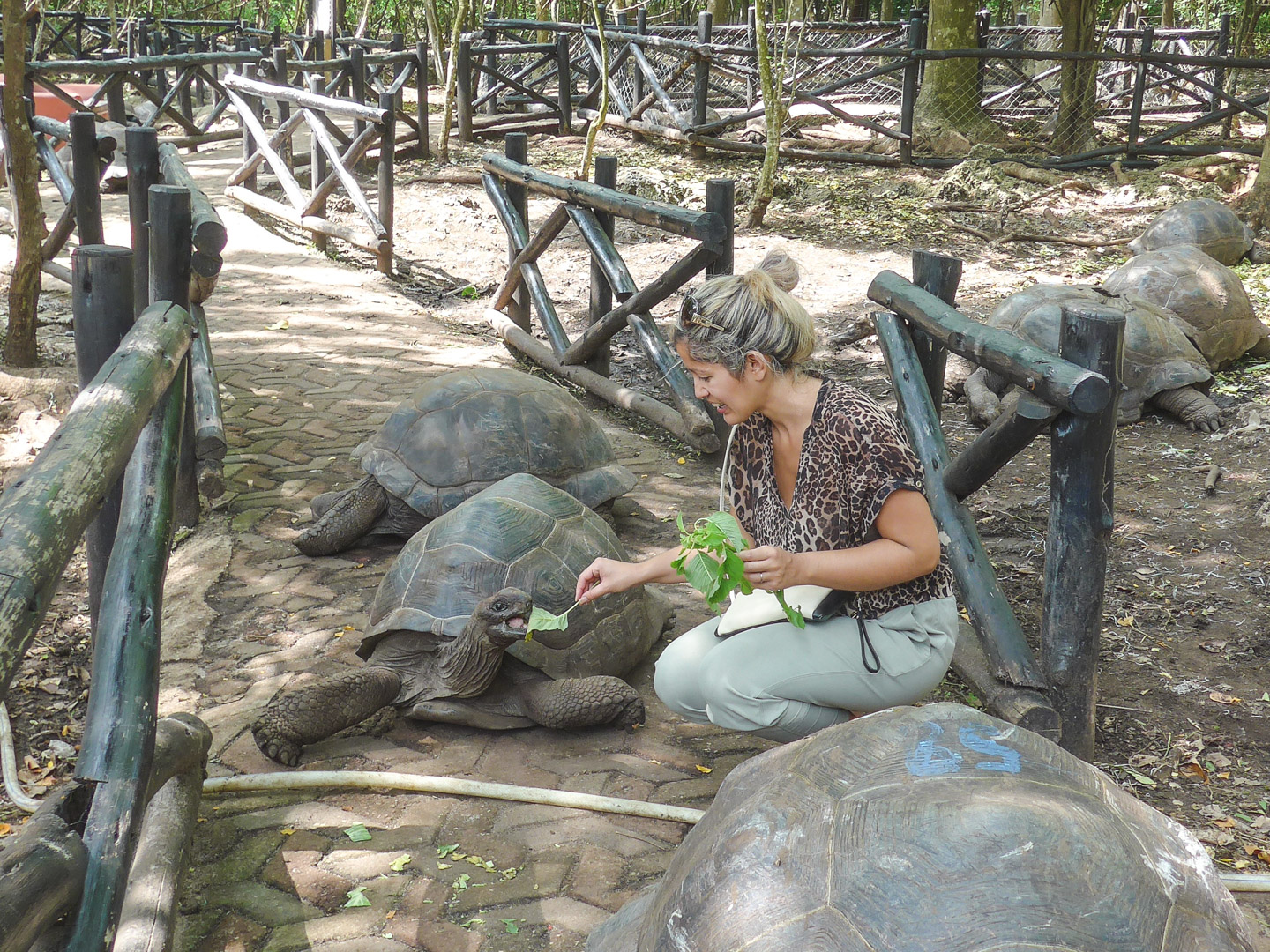 Stone Town Prison Island Tortoises