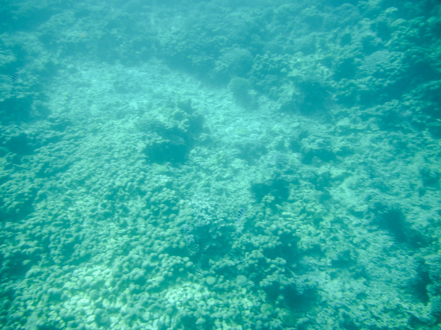 Stone Town Snorkelling