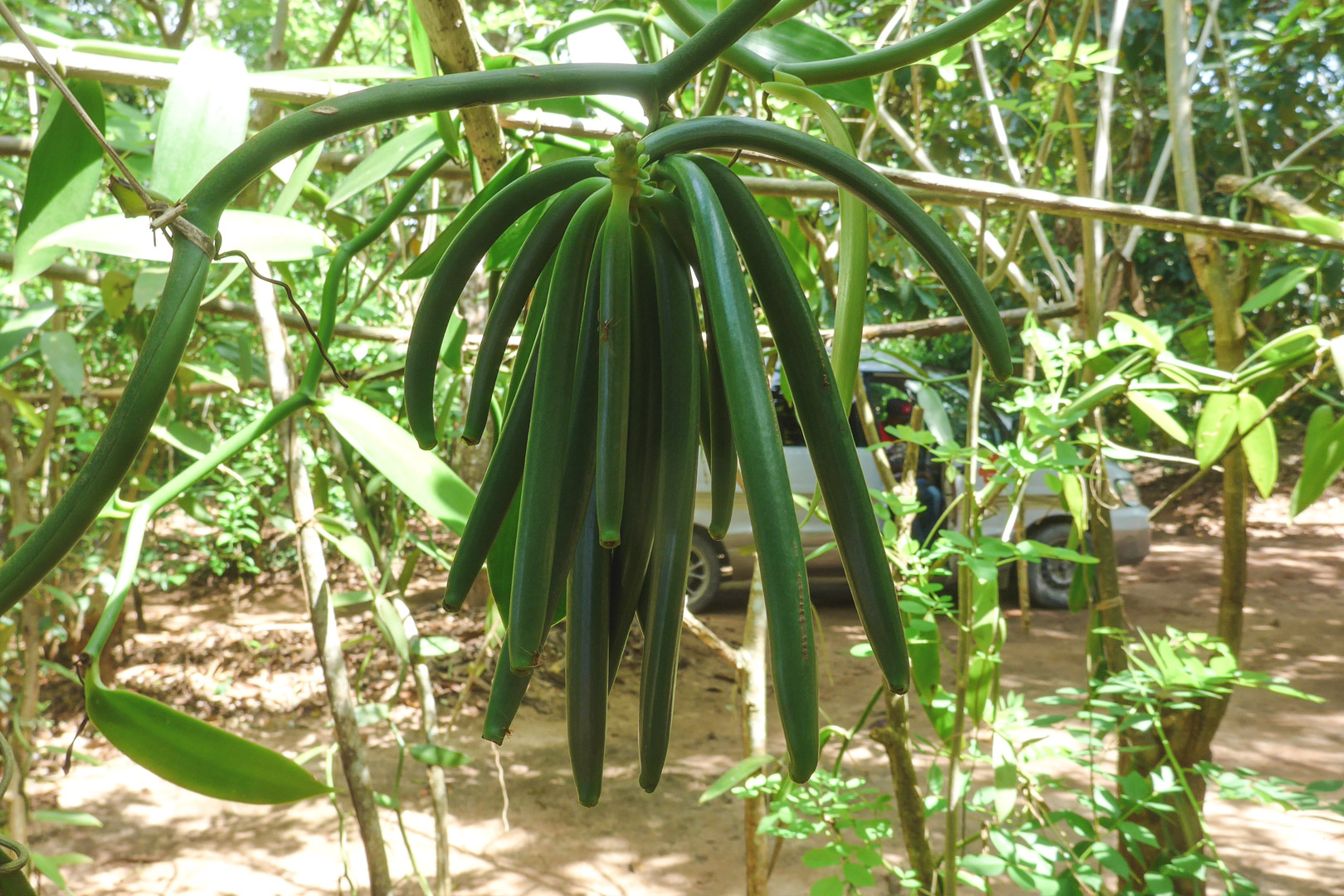 Stone Town Spice Tour Vanilla