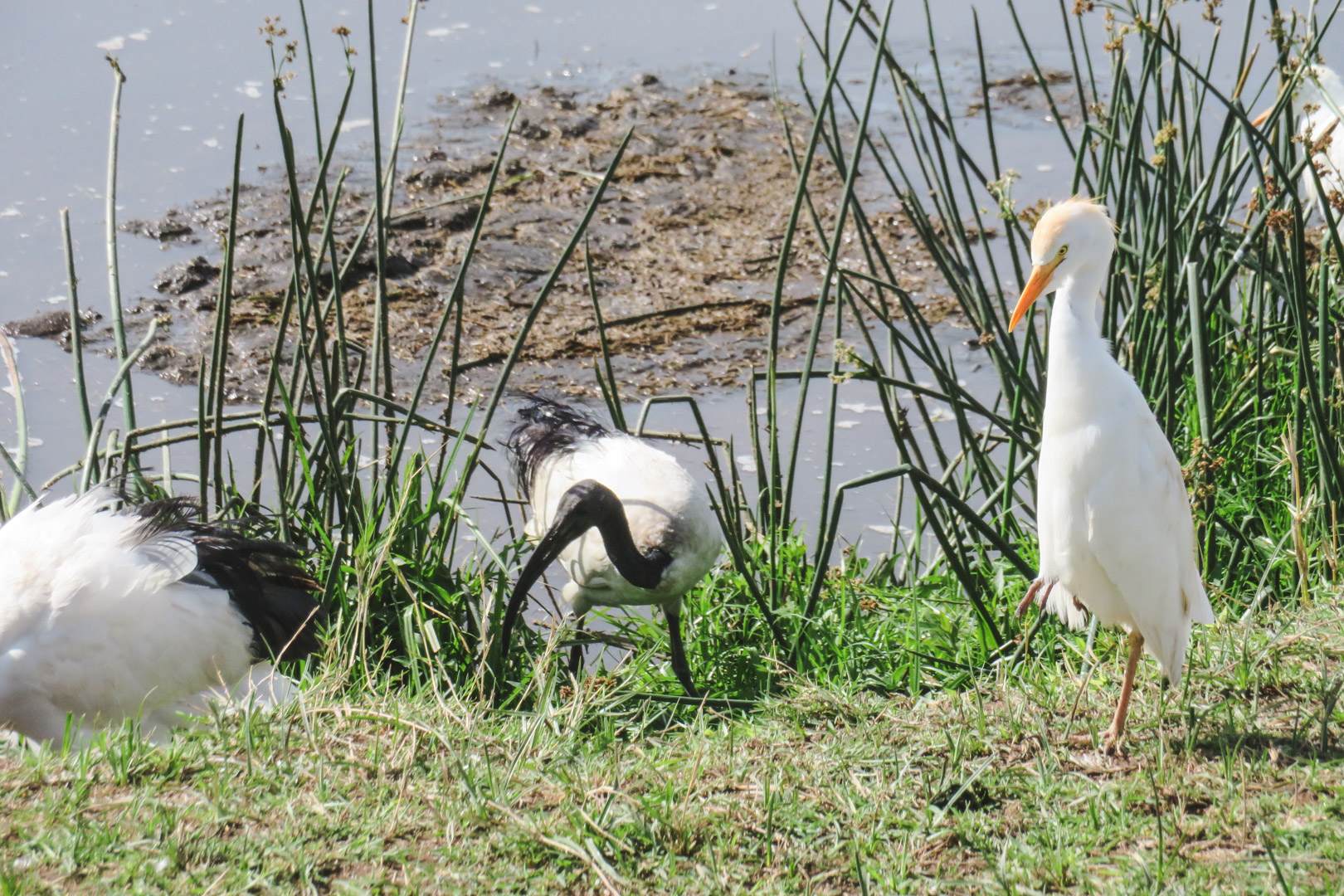 Tanzania Safari Itinerary Ngorongoro Birds