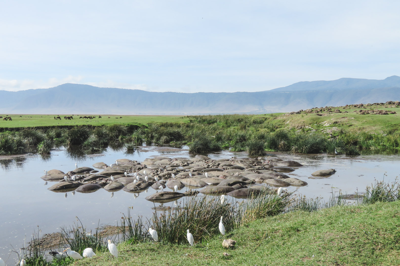 Tanzania Safari Itinerary Ngorongoro Hippos