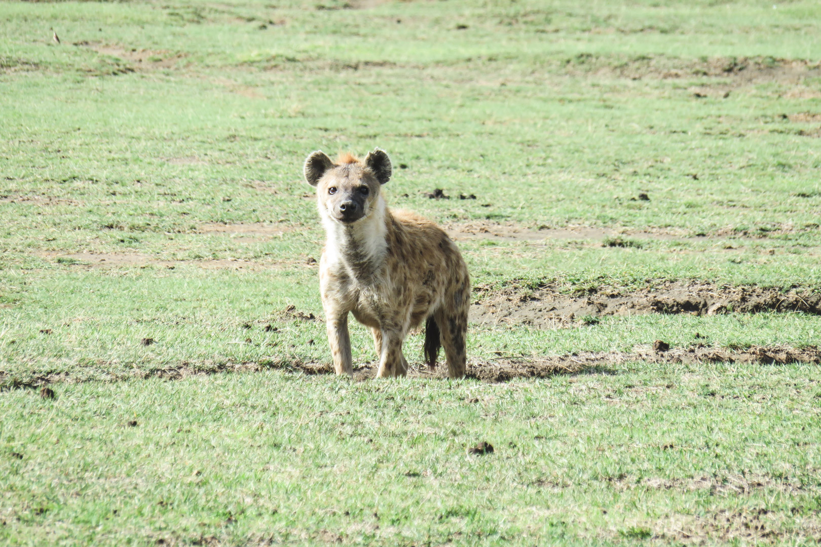 Tanzania Safari Itinerary Ngorongoro Hyena