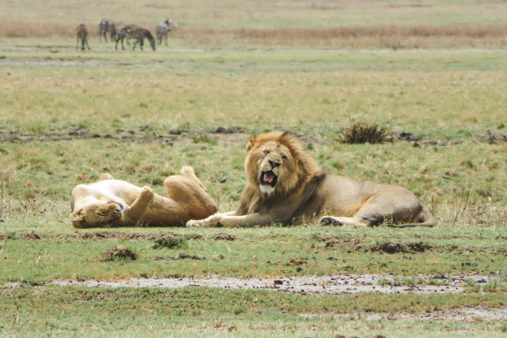 Tanzania Safari Itinerary Ngorongoro Lions