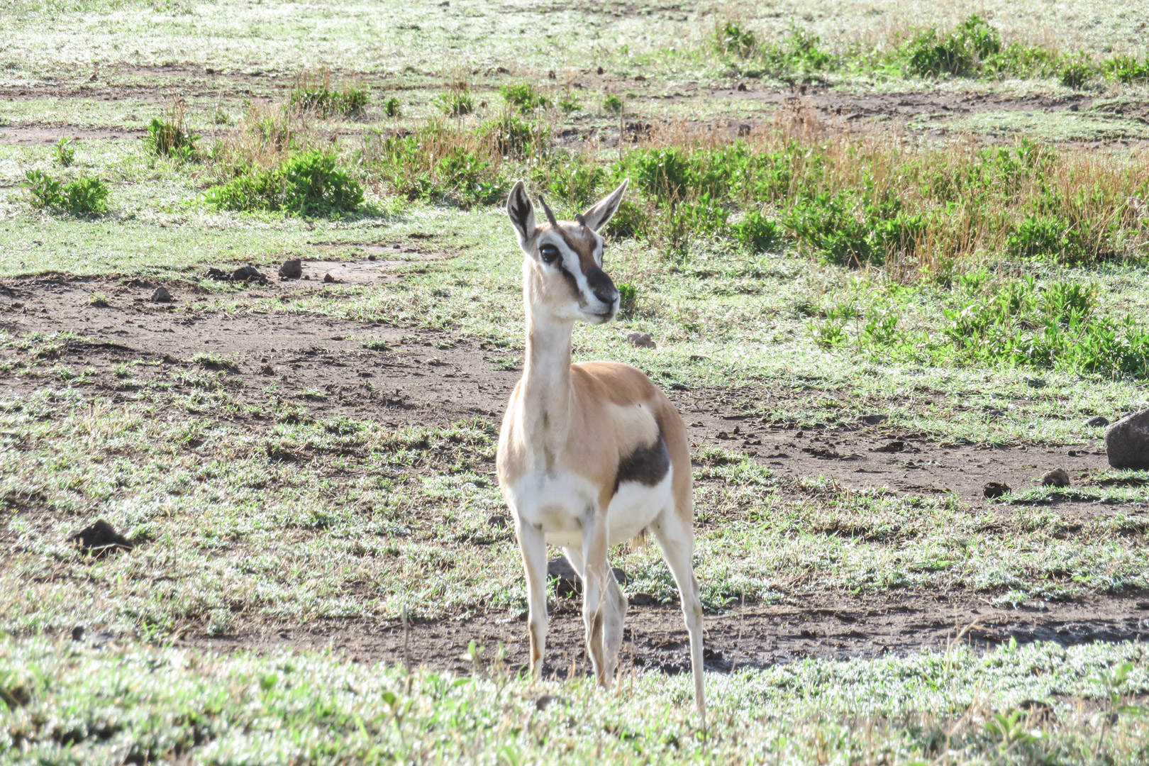 Tanzania Safari Itinerary Ngorongoro Wildlife