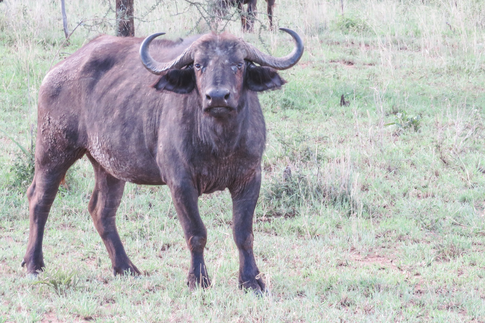 Tanzania Safari Itinerary Serengeti Buffalo
