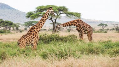 Tanzania Safari Itinerary Serengeti Giraffes