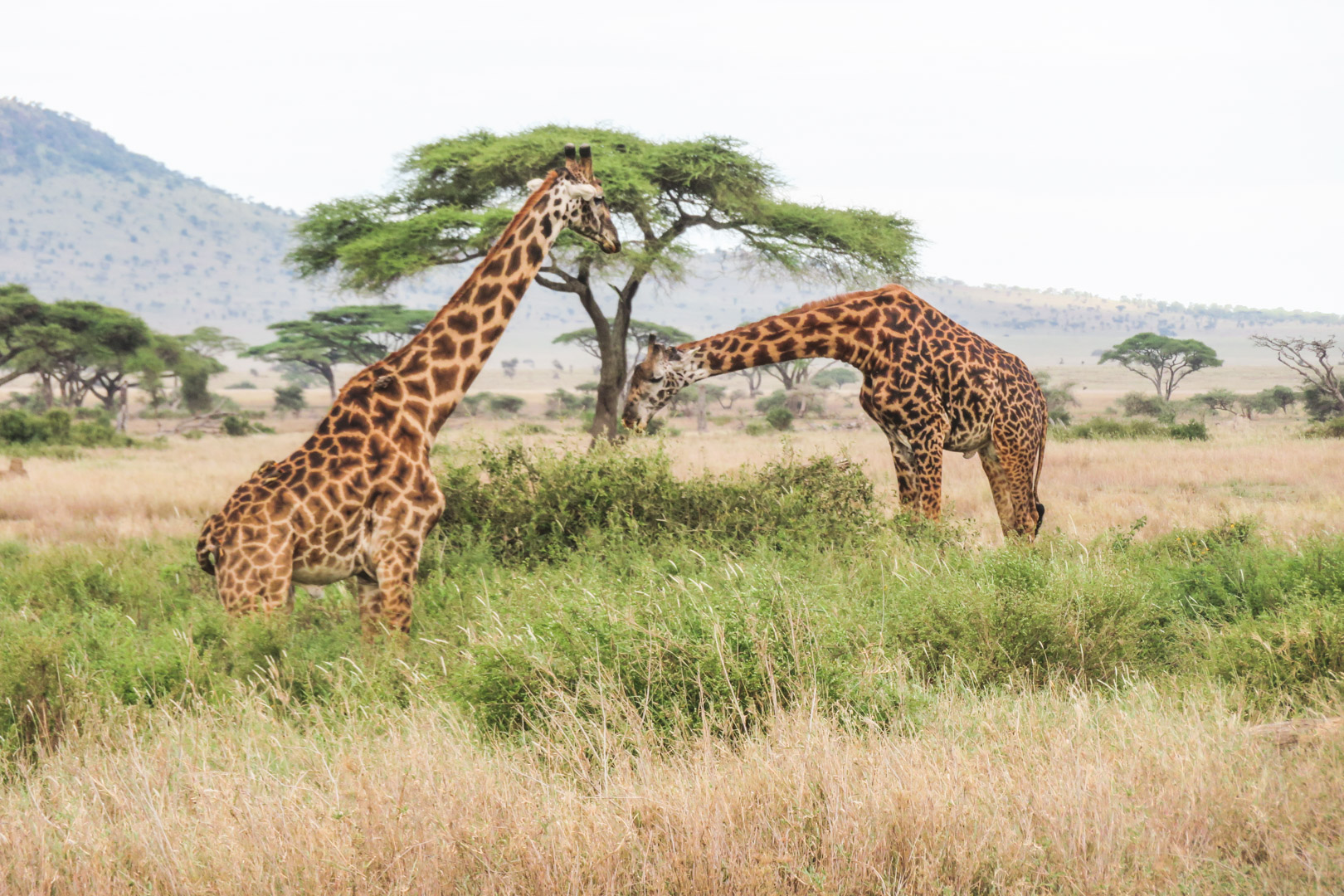 Tanzania Safari Itinerary Serengeti Giraffes