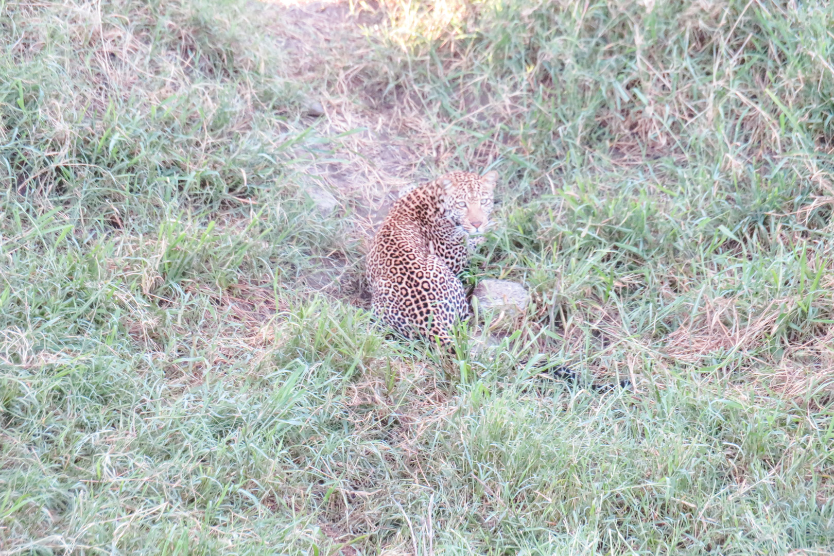 Tanzania Safari Itinerary Serengeti Leopard 2