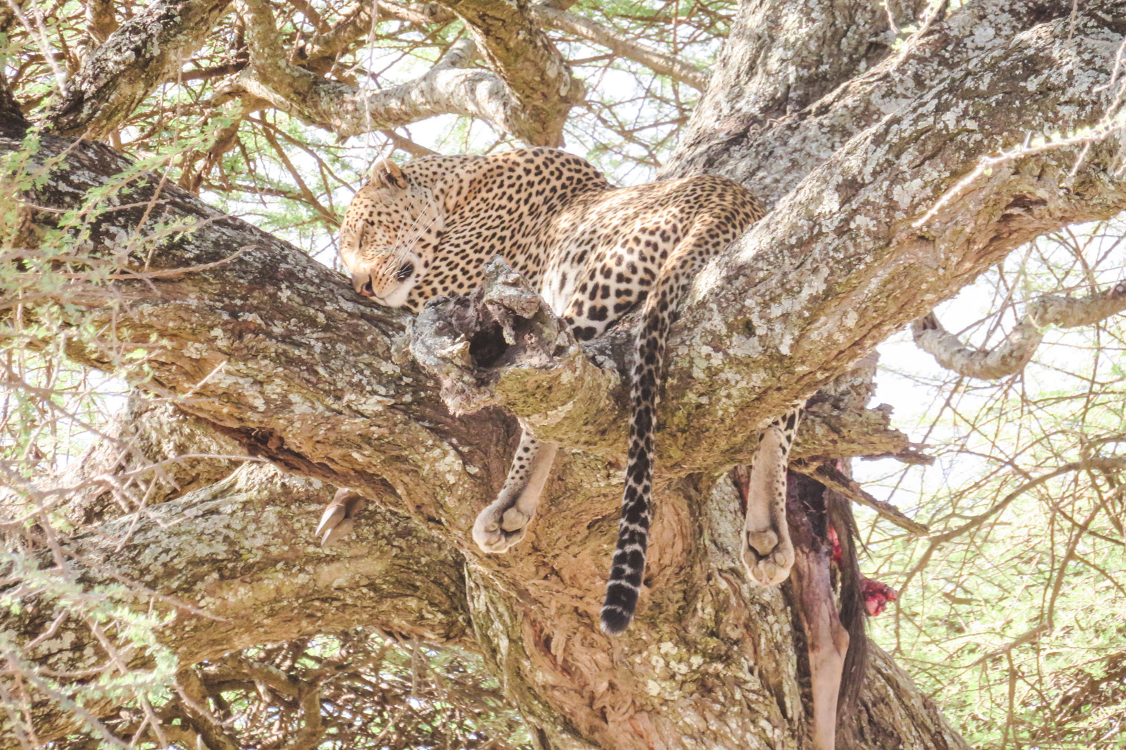 Tanzania Safari Itinerary Serengeti Leopard