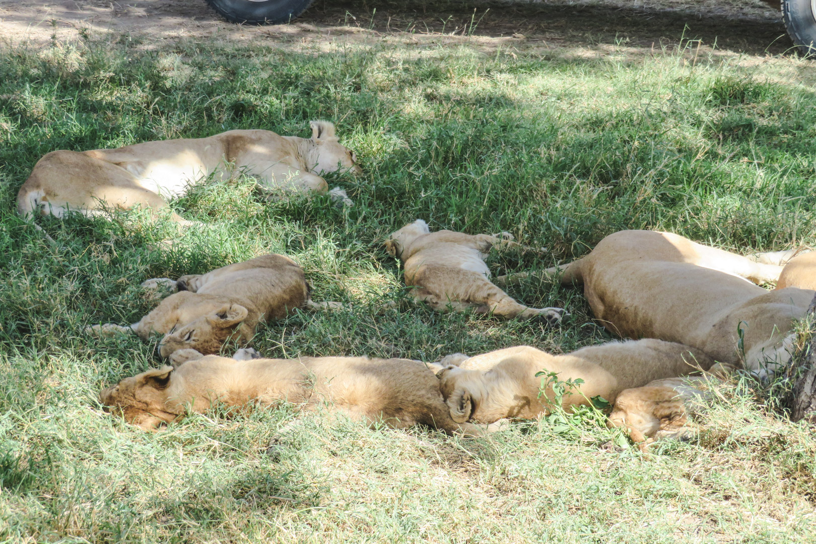 Tanzania Safari Itinerary Serengeti Lions