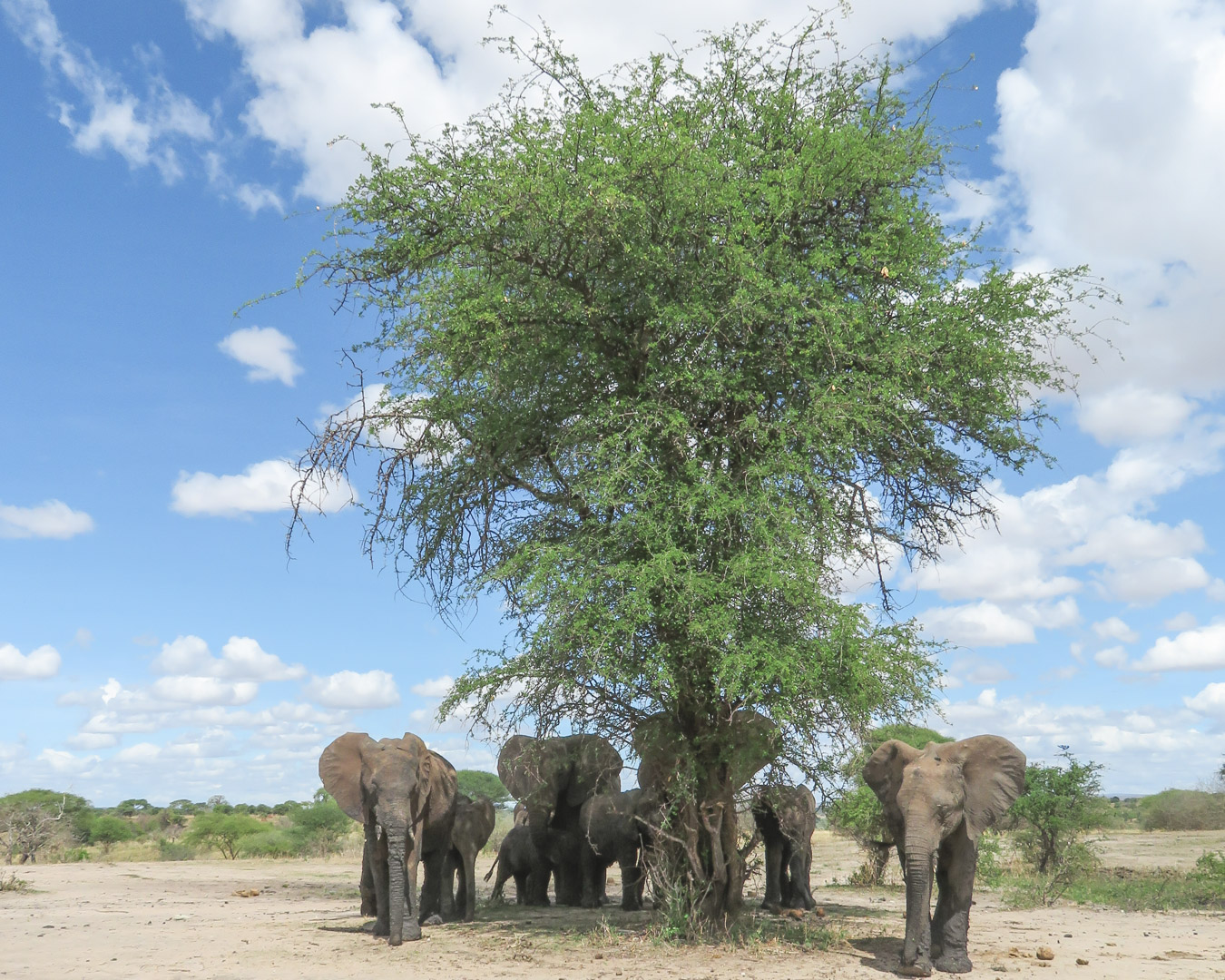 Tanzania Safari Itinerary Tarangire National Park Elephants