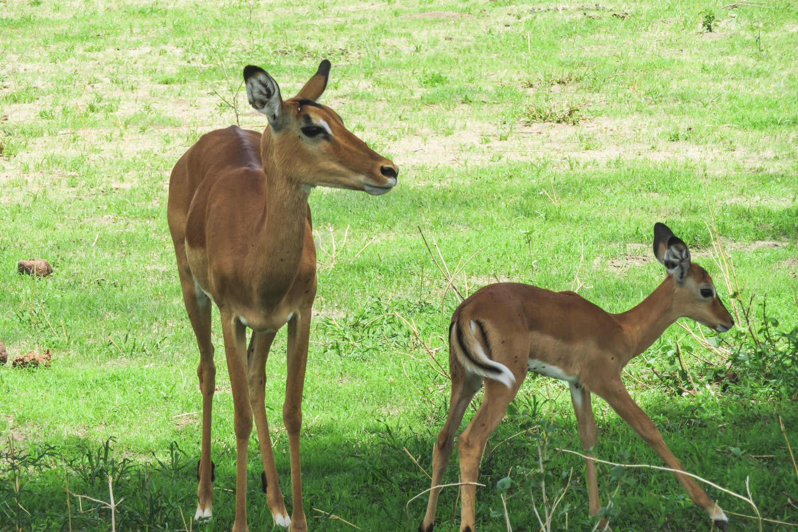 Tanzania Safari Itinerary Tarangire National Park Wildlife