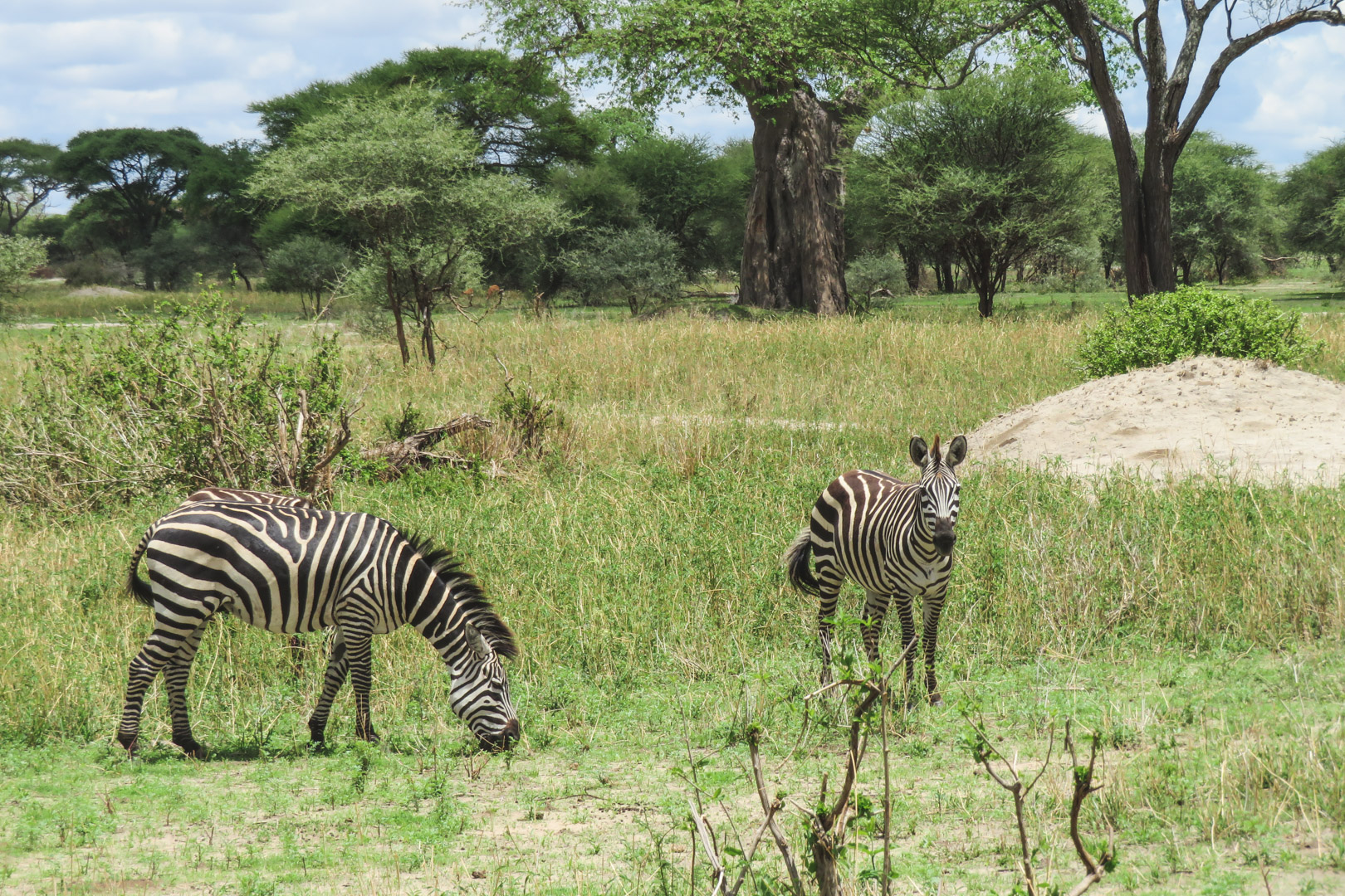 Tanzania Safari Itinerary Tarangire National Park Zebra
