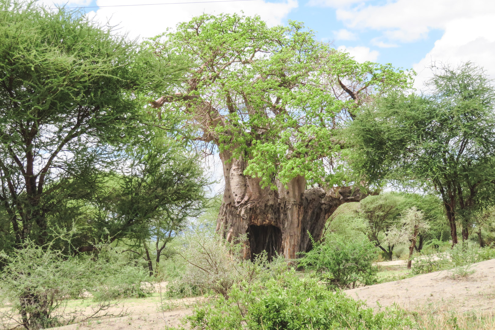 Tanzania Safari Itinerary Tarangire National Park Baobab