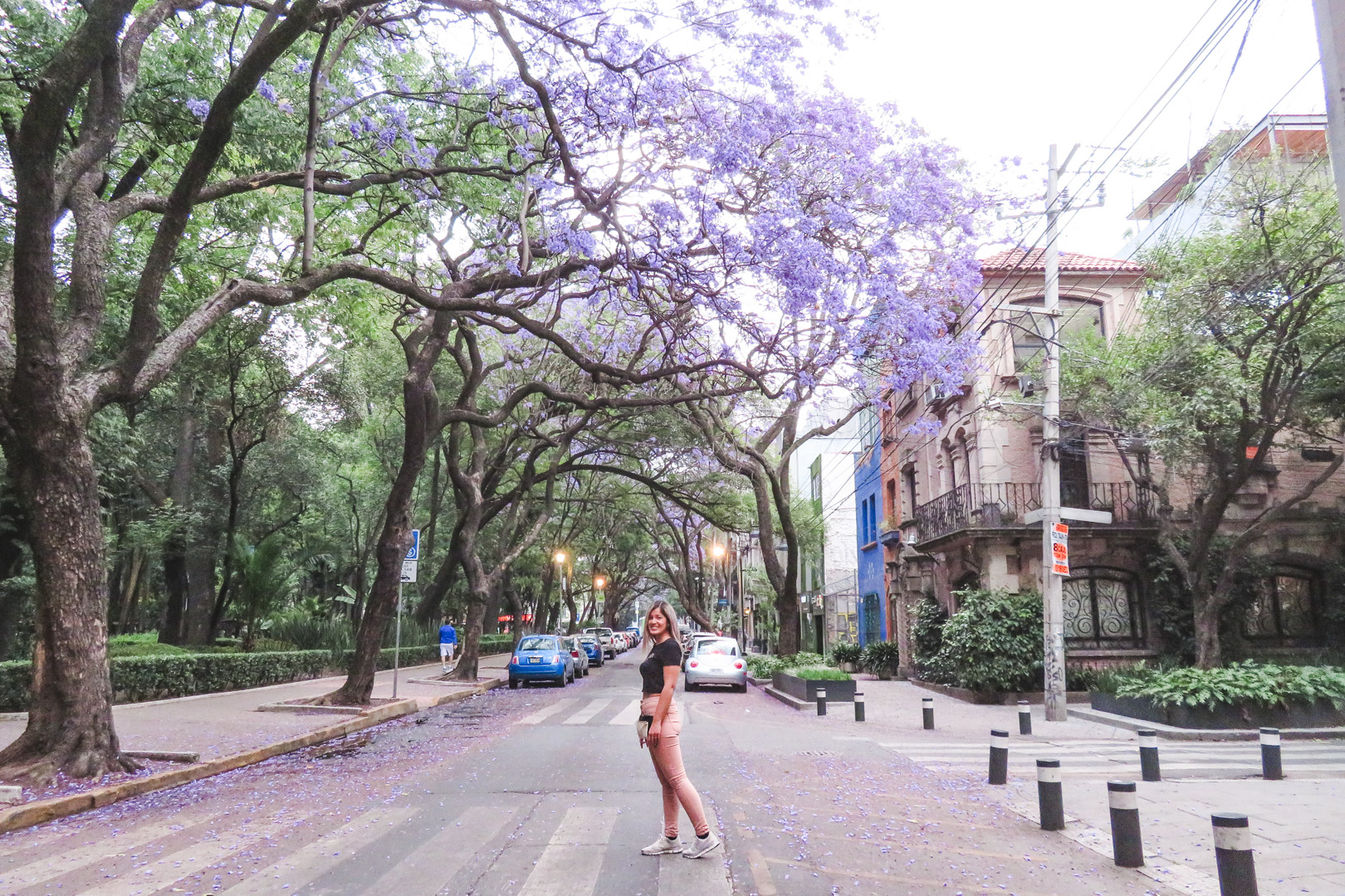 Mexico City Condesa Jacarandas