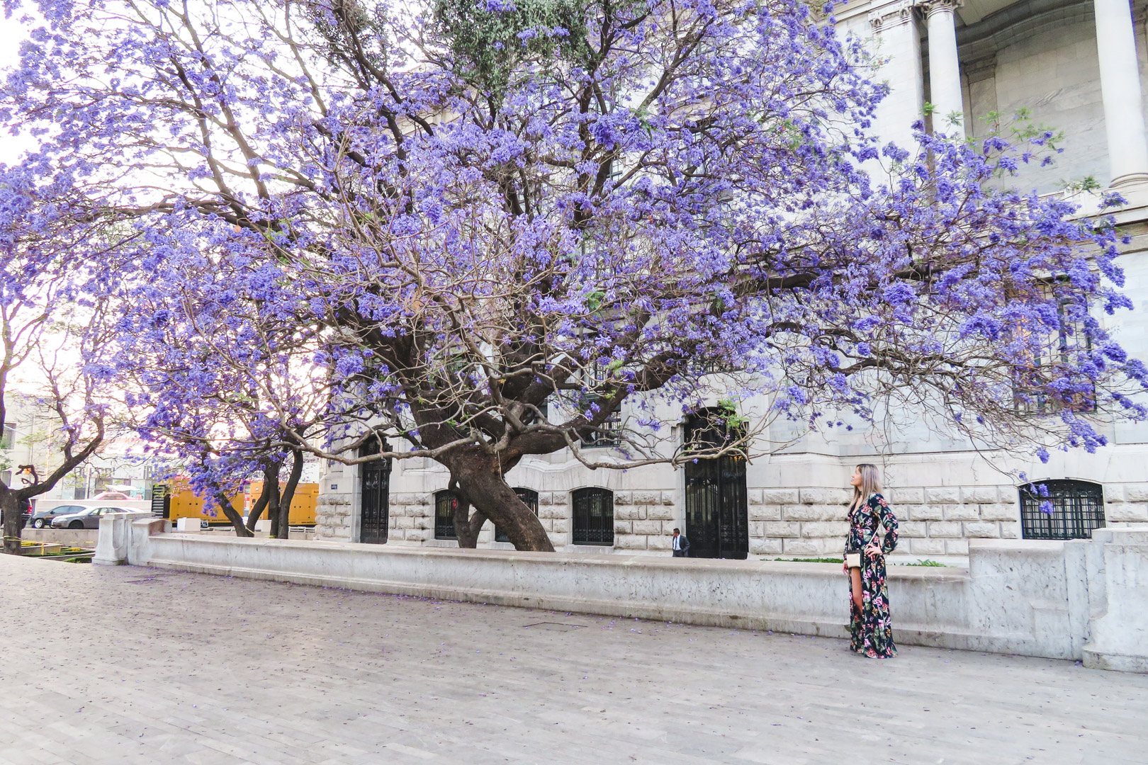 Mexico City Jacaranda Tree