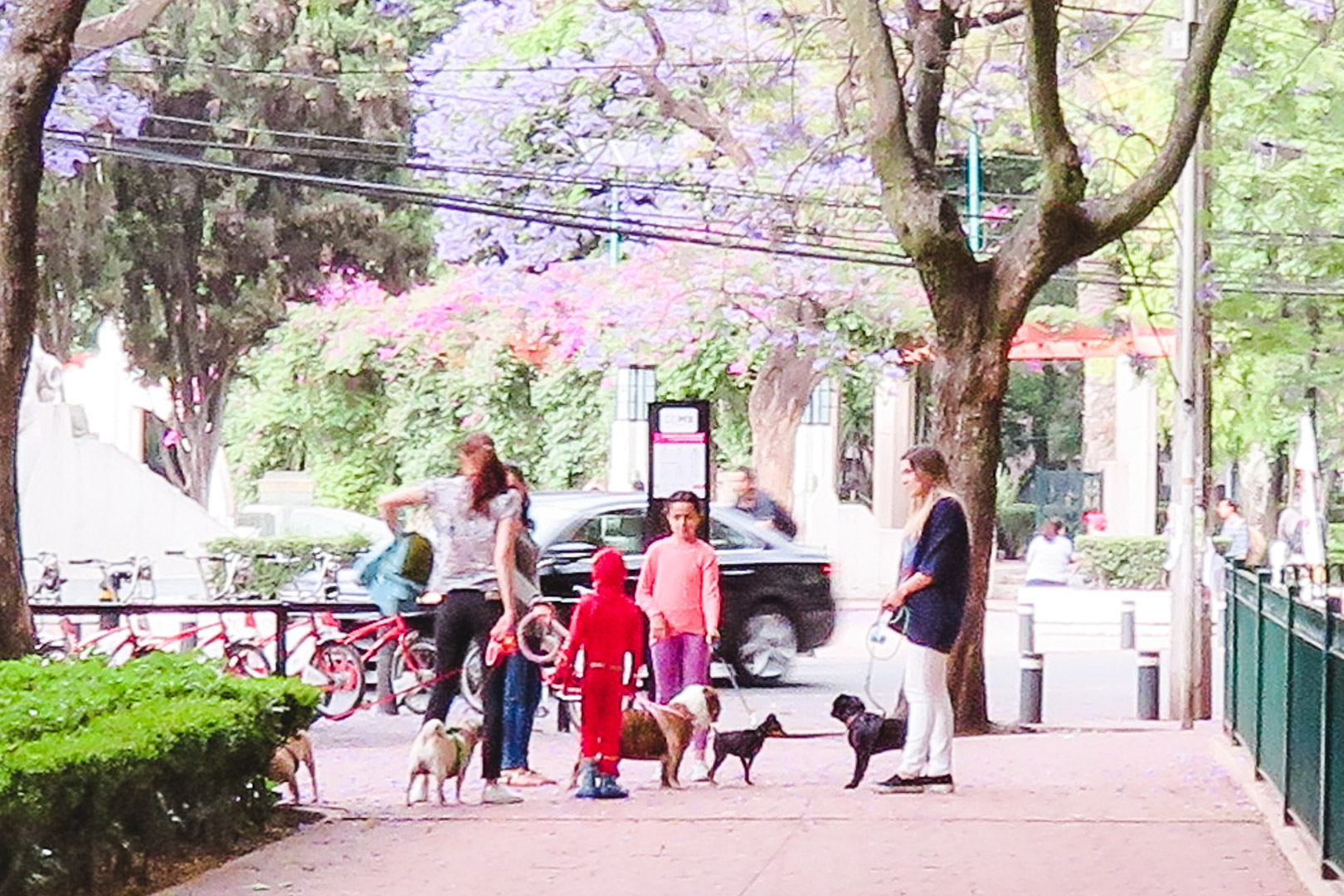 Mexico City Parque Mexico Dogs