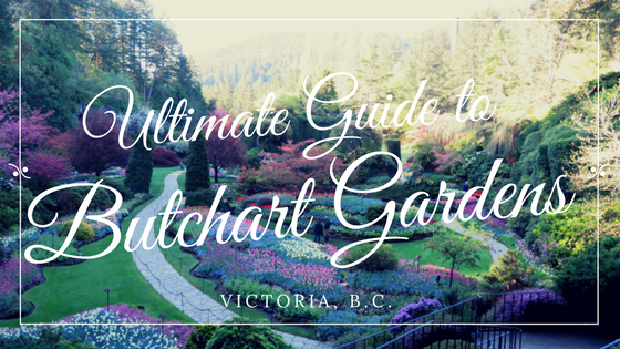 Visiting Butchart Gardens is one of the top things to do in Victoria, BC. Growing up on Vancouver Island we are fortunate to have visited more times than we can count. Even so, we still keep going back every couple of years and are eager to share all our tips with you!