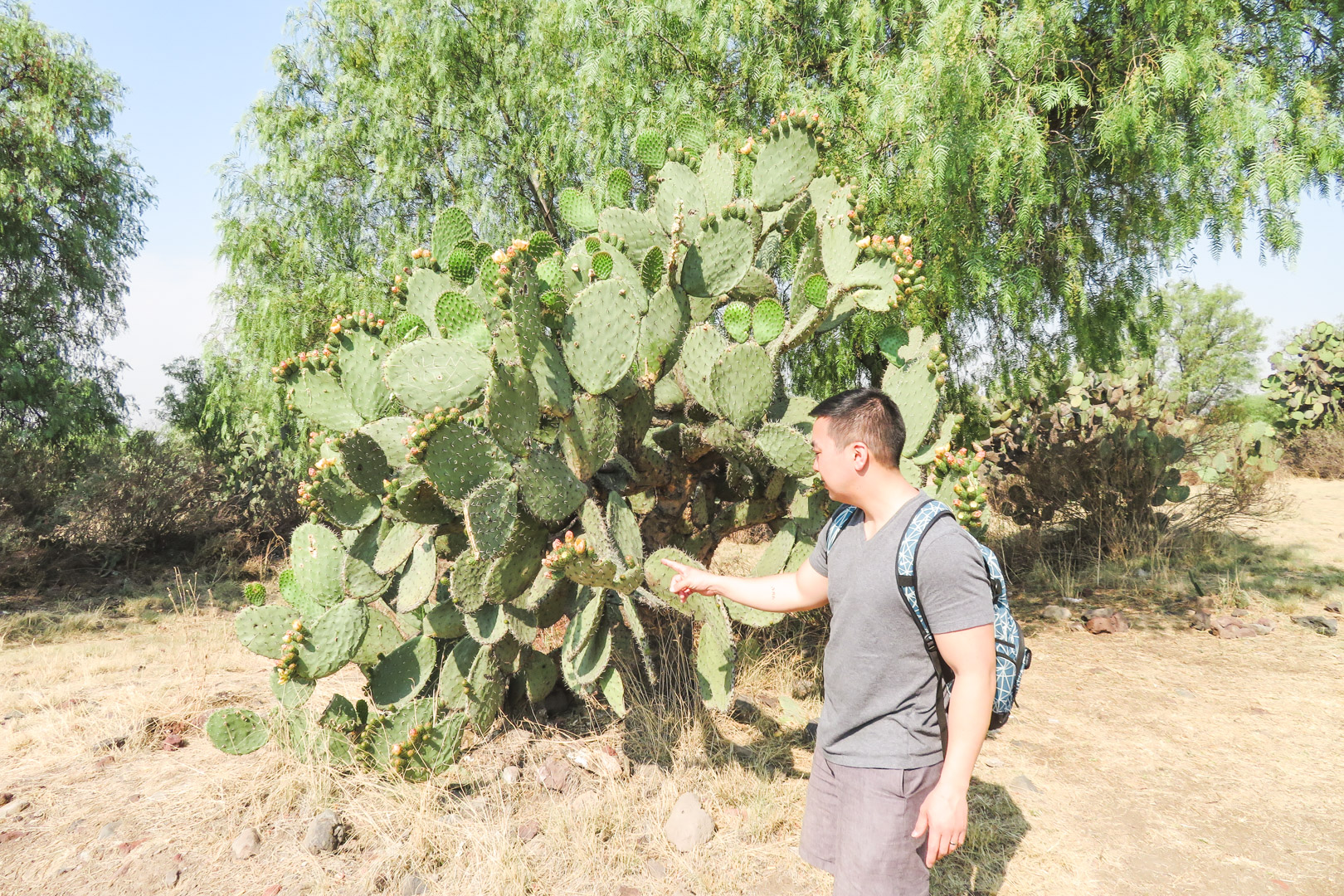 Teotihuacan Cactus