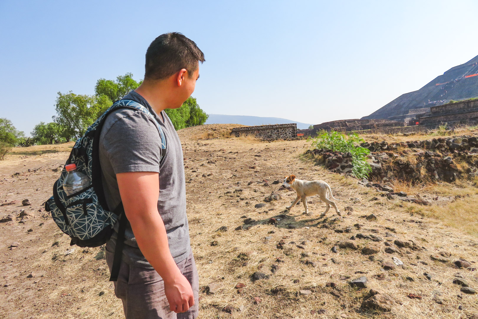 Teotihuacan Dogs