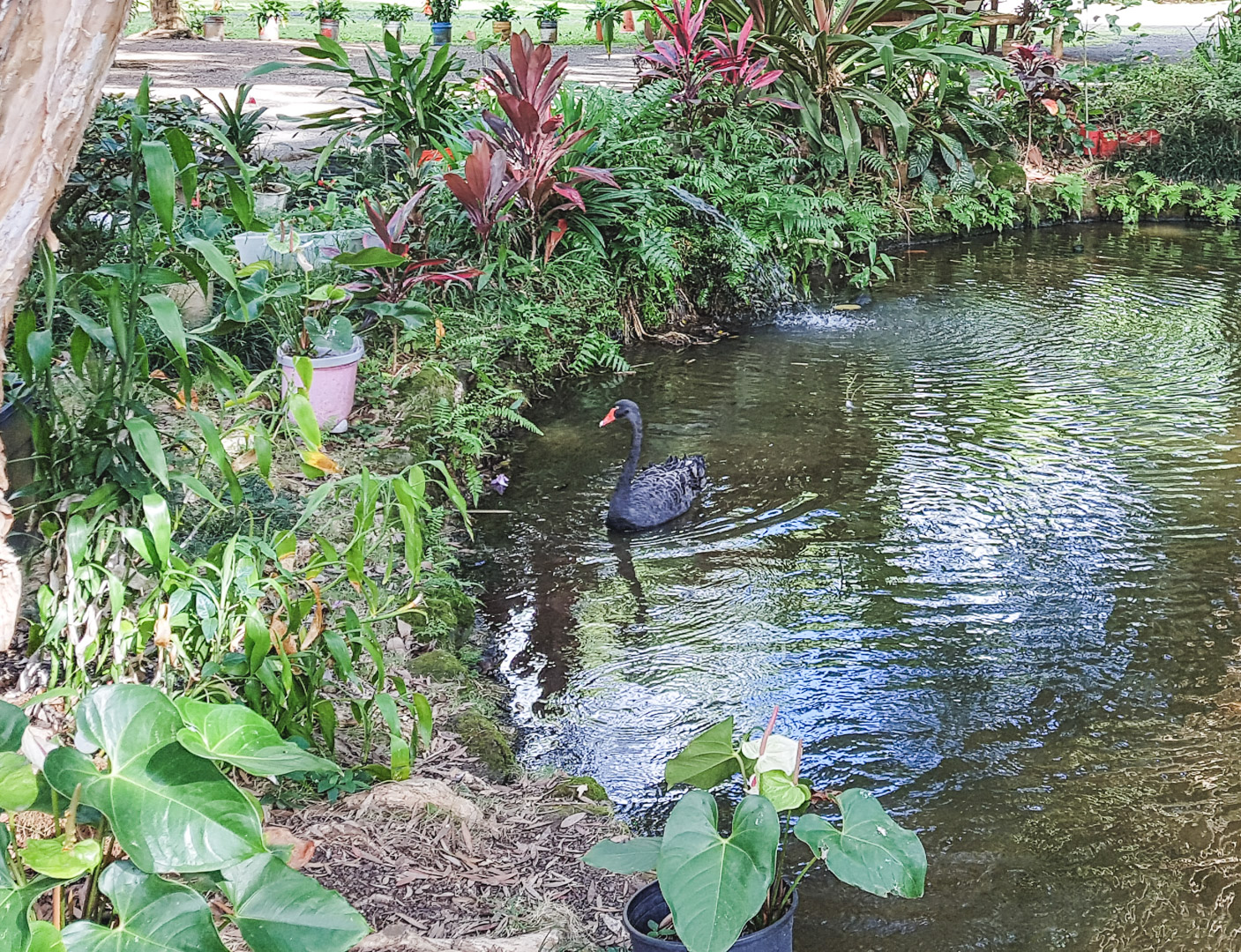 Oahu off the Beaten Path Black Swan