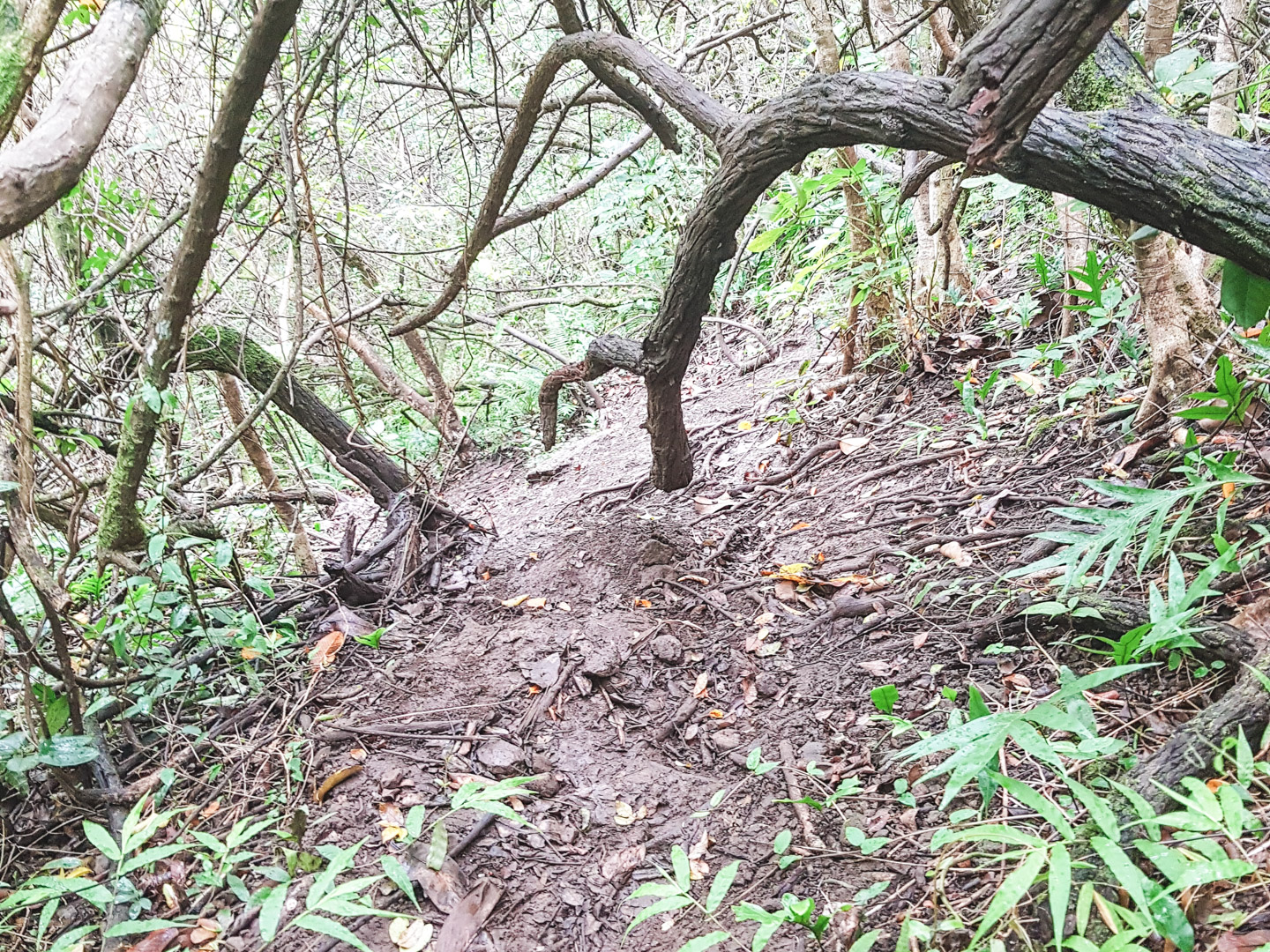 Oahu off the Beaten Path Crouching Lion Muddy Trail