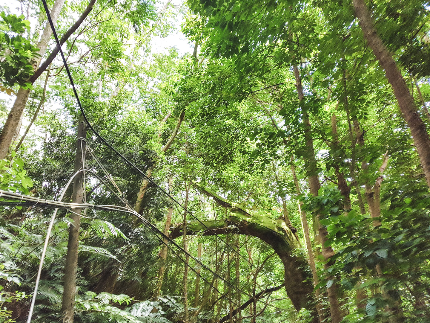 Oahu off the Beaten Path Kalihi Ice Ponds Hike