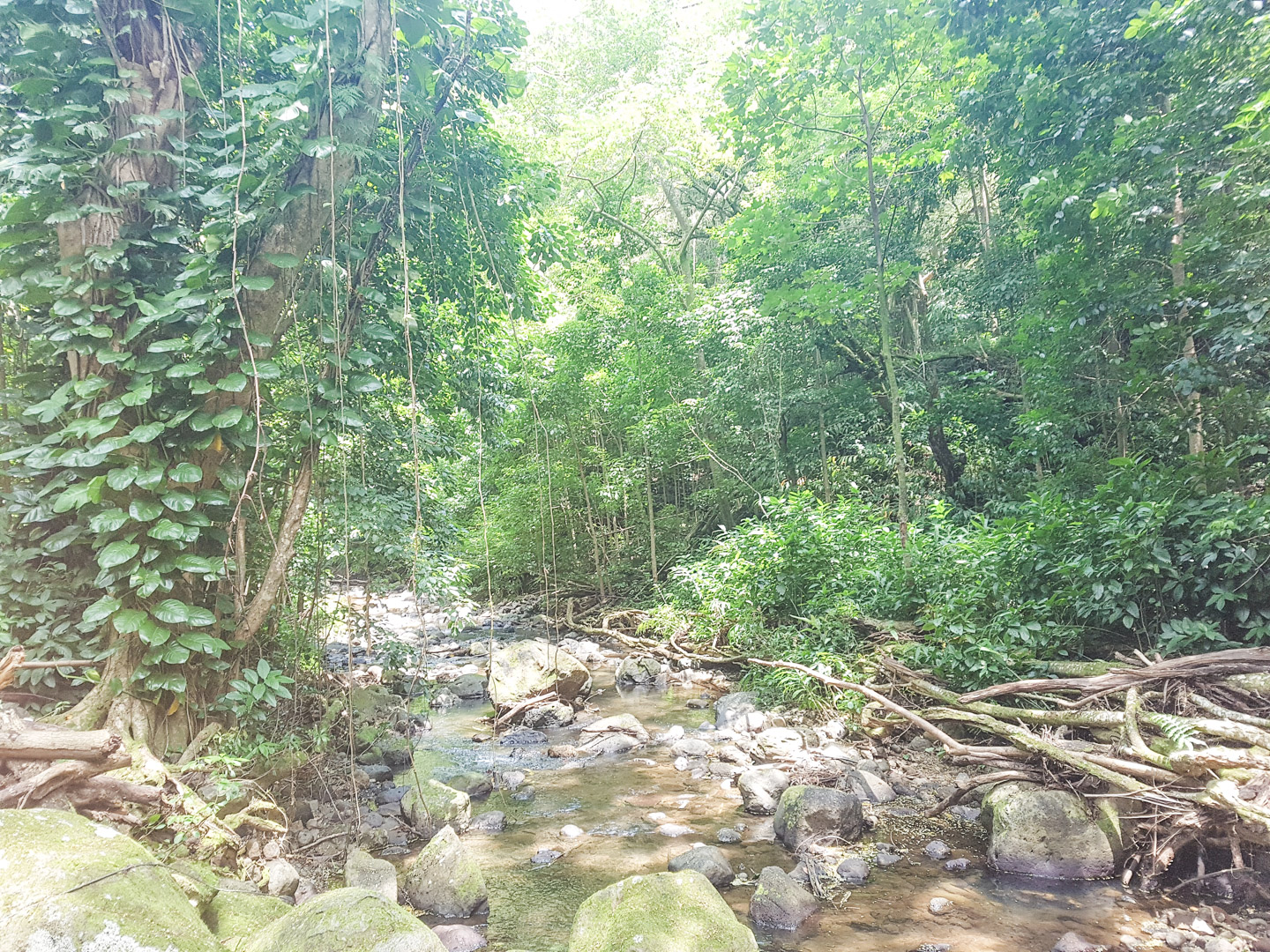 Oahu off the Beaten Path Kalihi Ice Ponds Hike