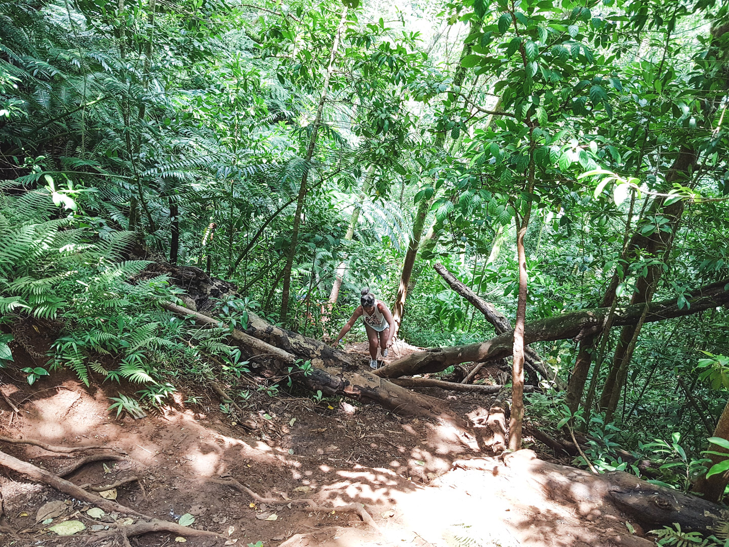 Oahu off the Beaten Path Kalihi Ice Ponds Steep Trail