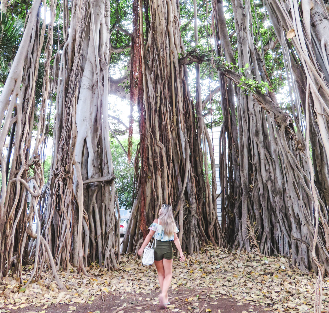 Oahu off the Beaten Path Under the Banyan Tree