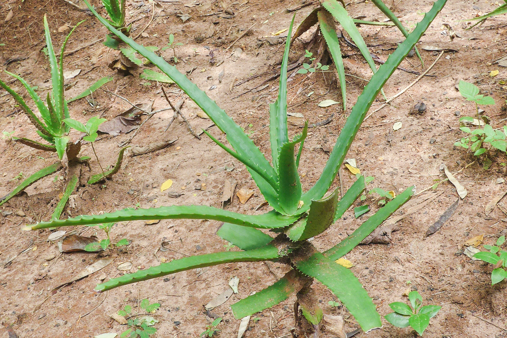 Aloe Vera on Zanzibar Spice Tour