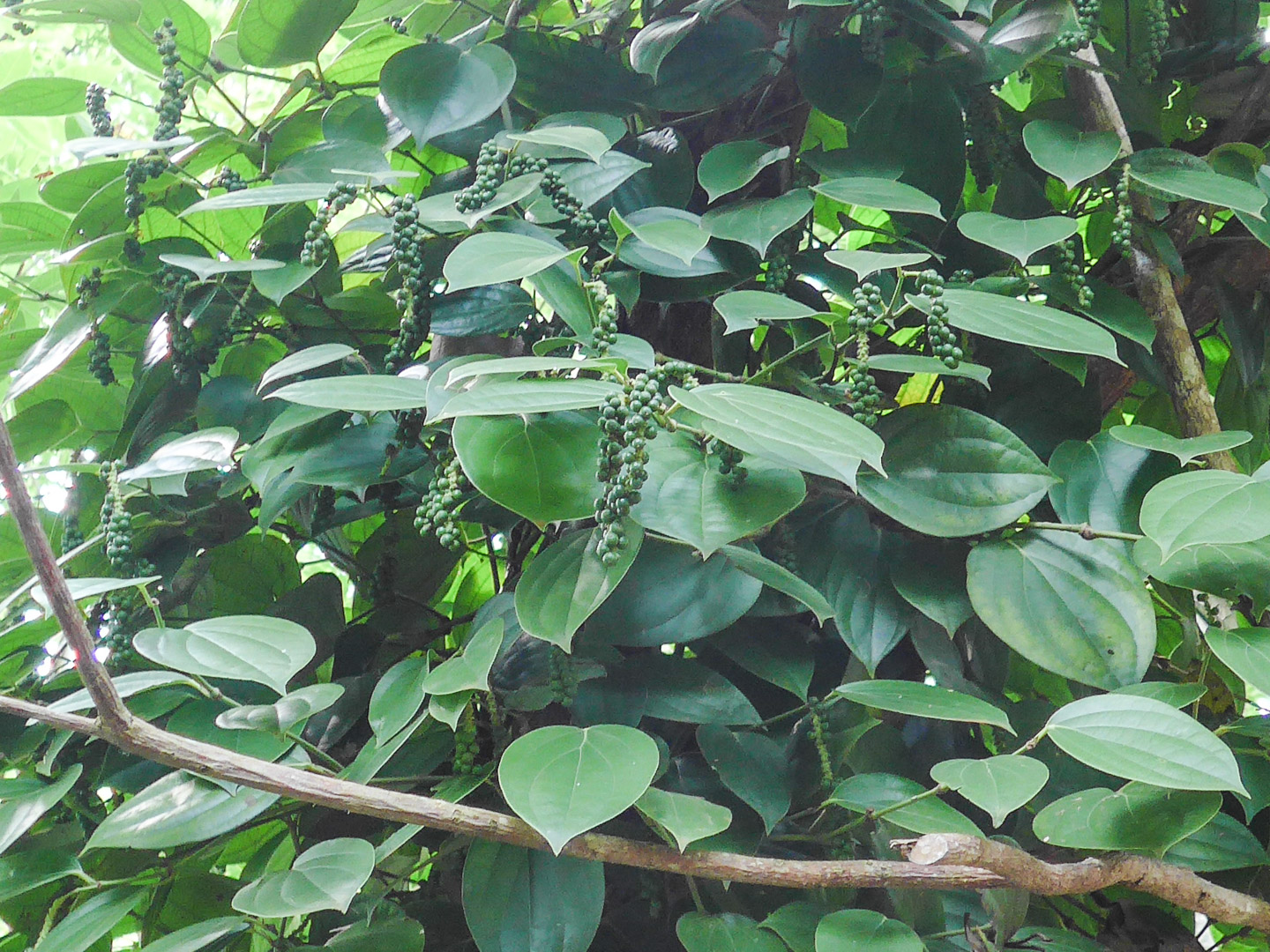 Black Pepper Vine on Zanzibar Spice Tour