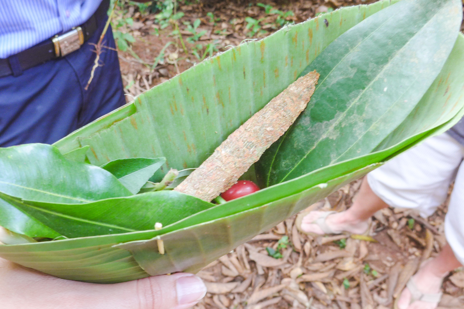 Cinnamon Bark on Zanzibar Spice Tour