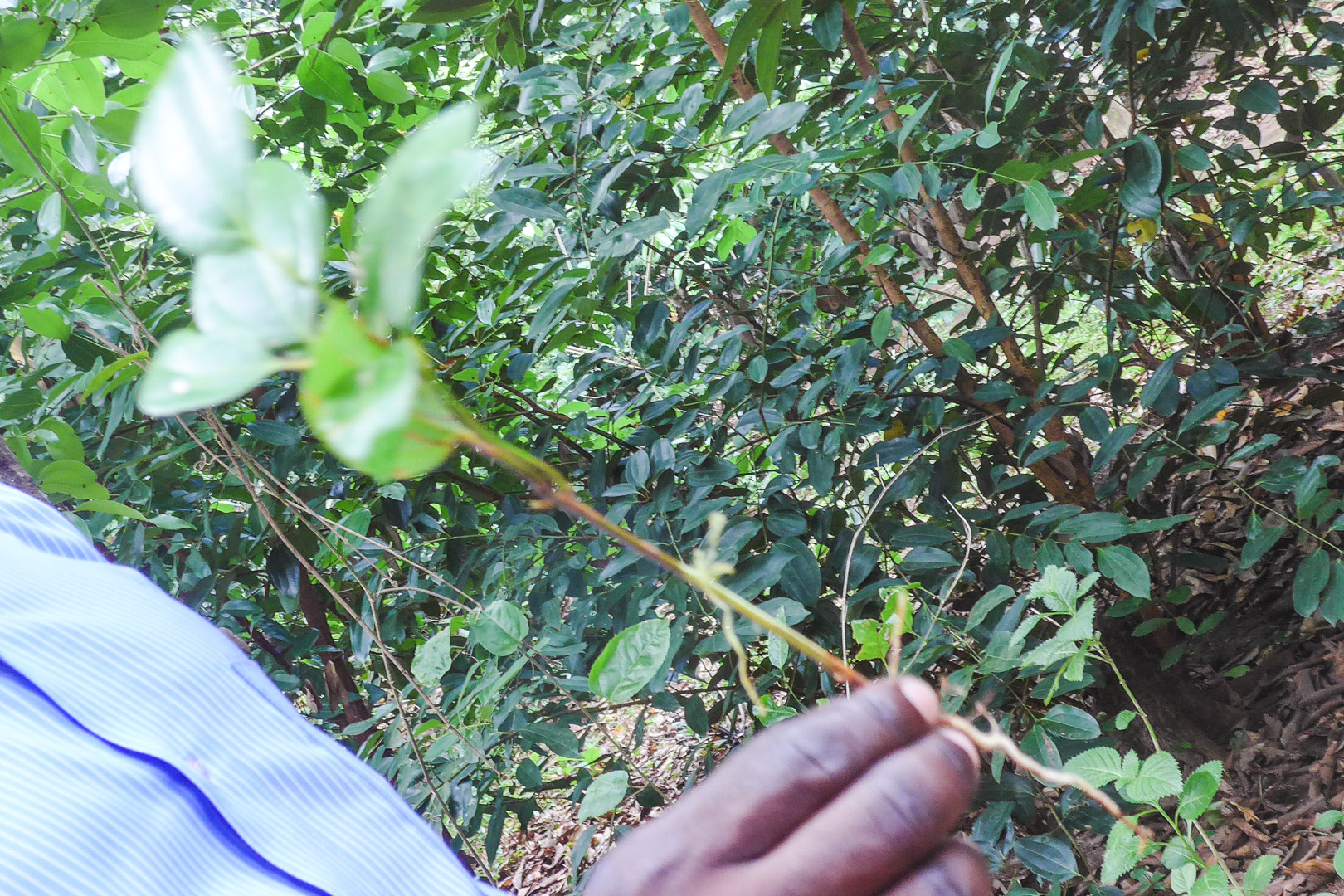 Cinnamon Plant on Zanzibar Spice Tour