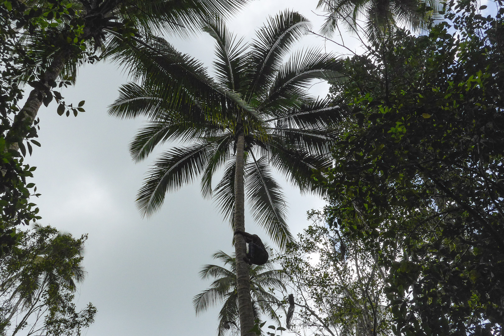 Climbing coconut tree on Zanzibar Spice Tour