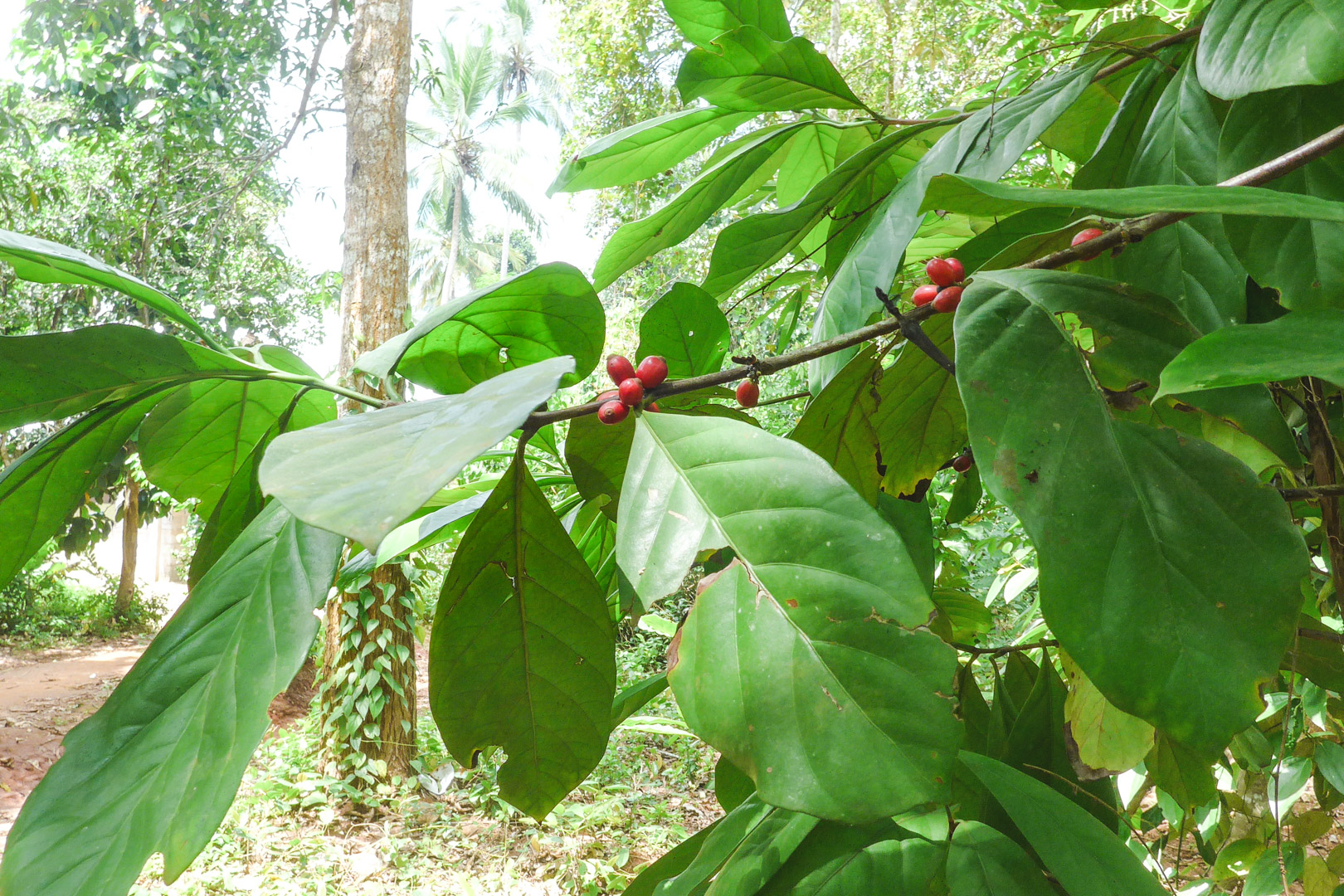 Coffee on Zanzibar Spice Tour