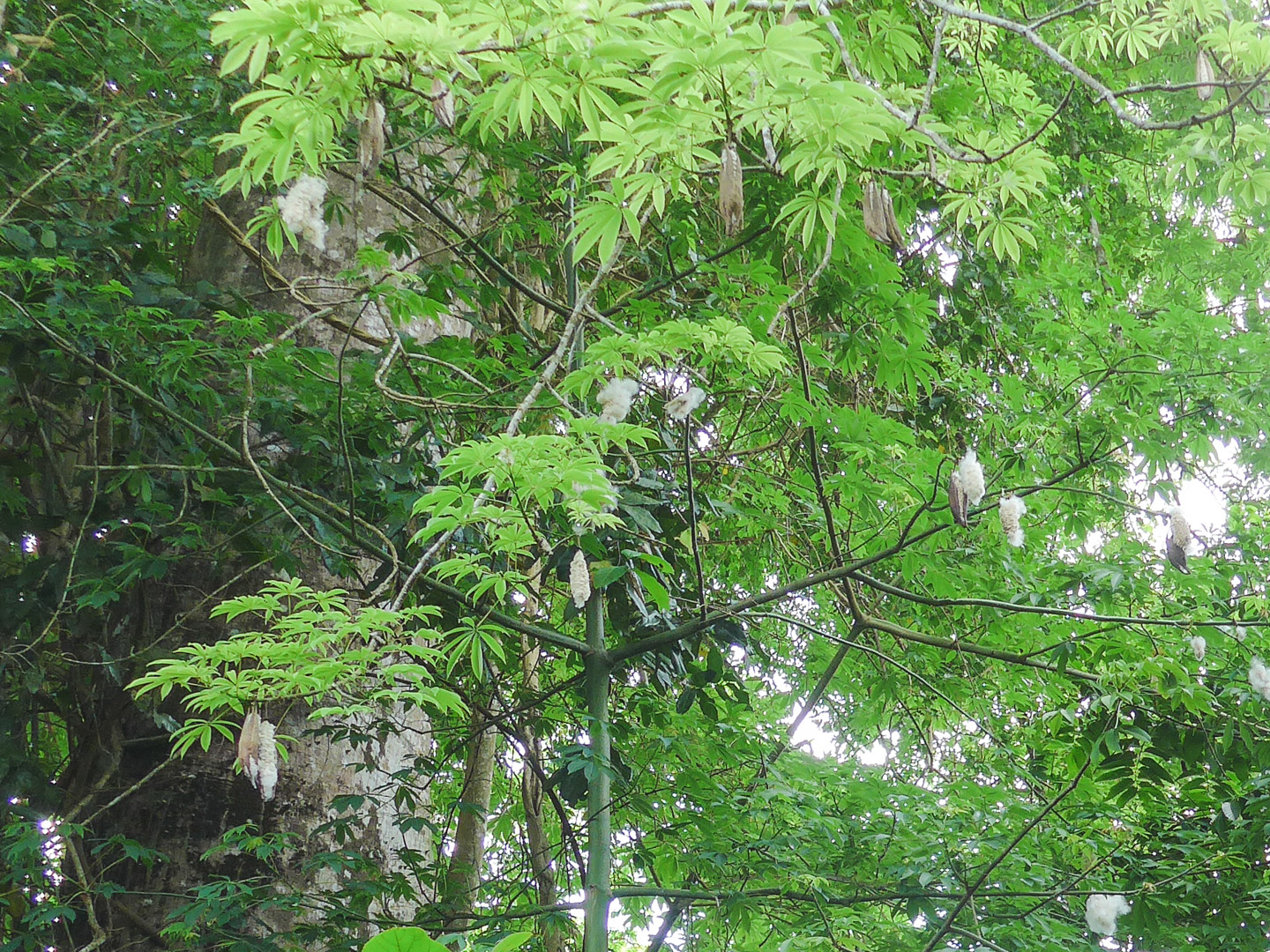 Cotton Tree on Zanzibar Spice Tour