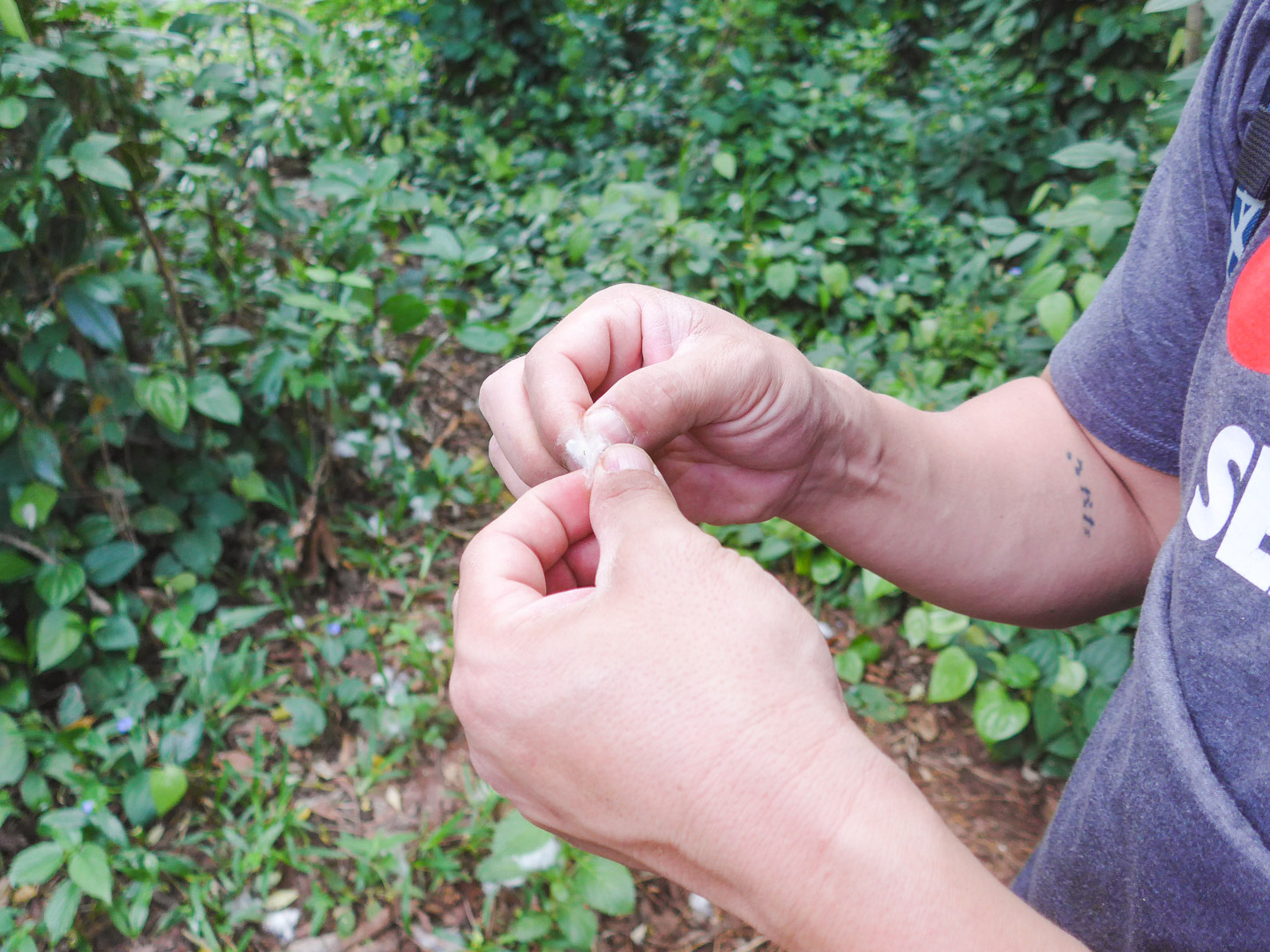 Cotton on Zanzibar Spice Tour