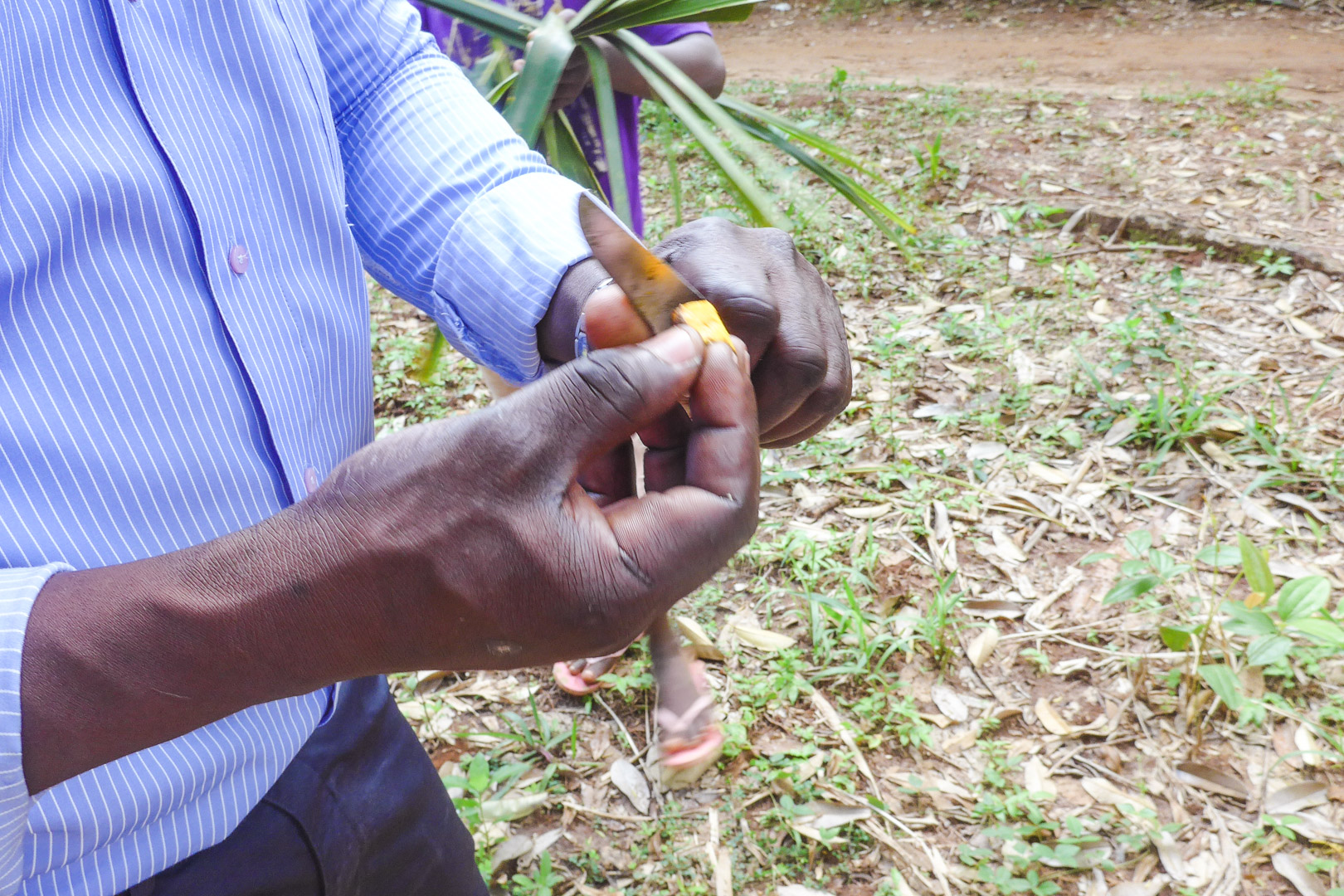 Cutting Tumeric Root on Zanzibar Spice TourCutting Tumeric Root on Zanzibar Spice Tour