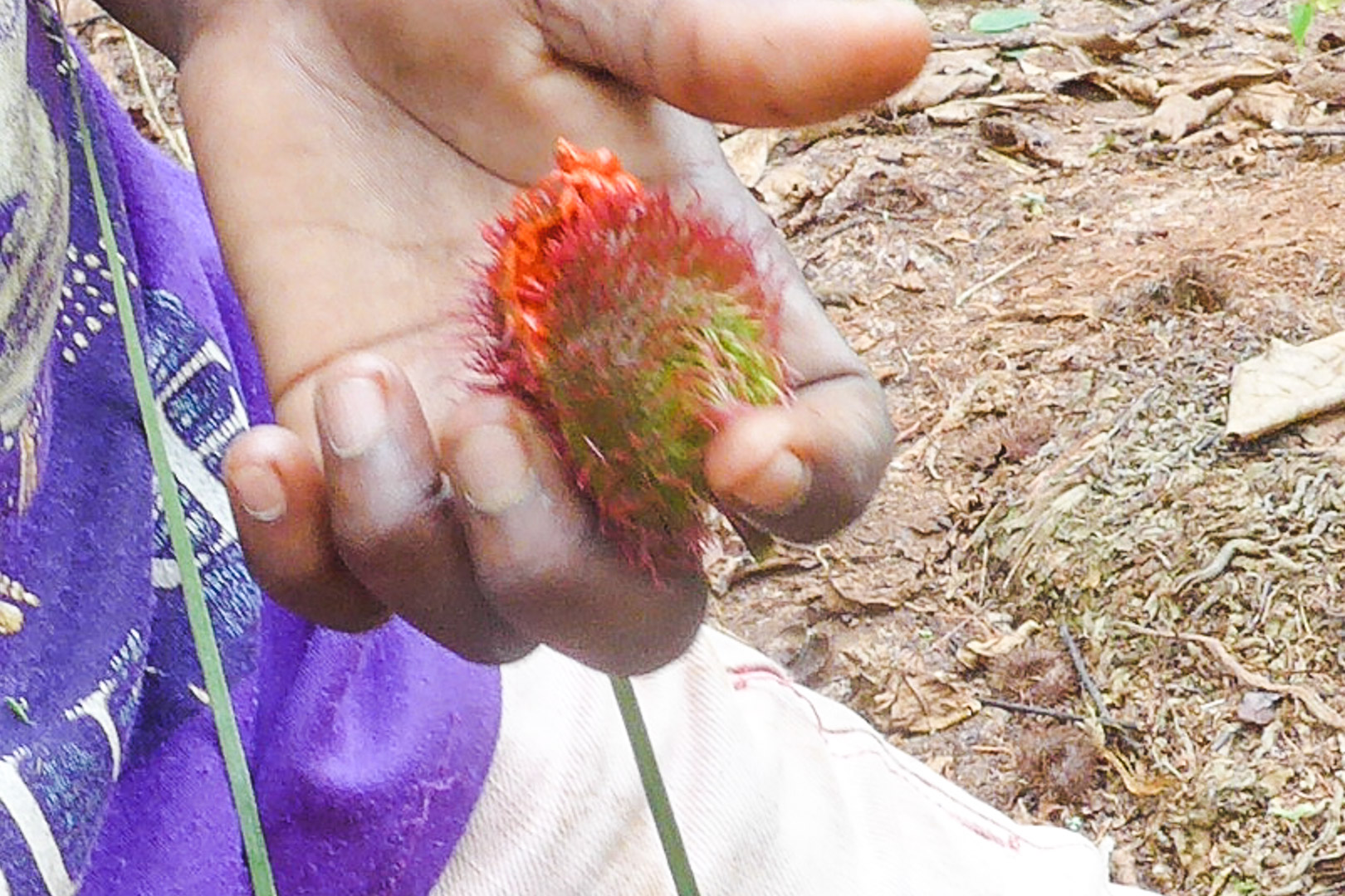 Lipstick plant on Zanzibar Spice Tour