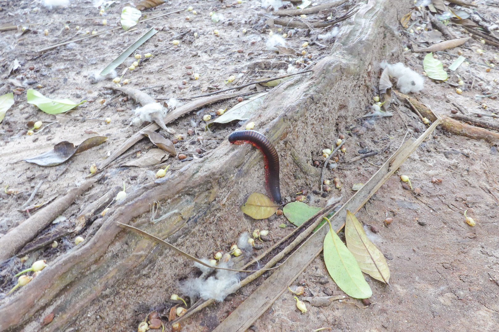 Millipede on Zanzibar Spice Tour