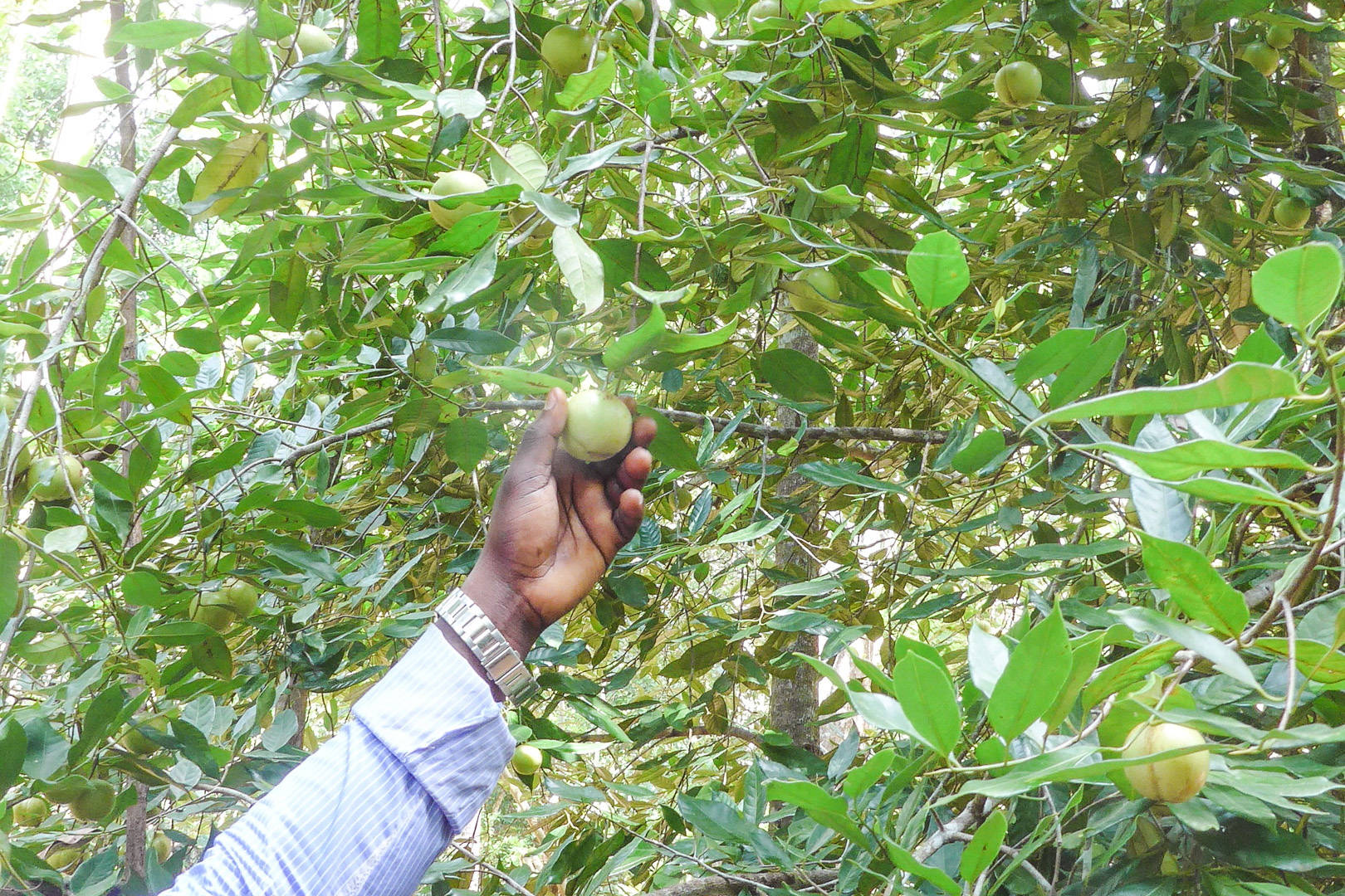 Nutmeg on Zanzibar Spice Tour