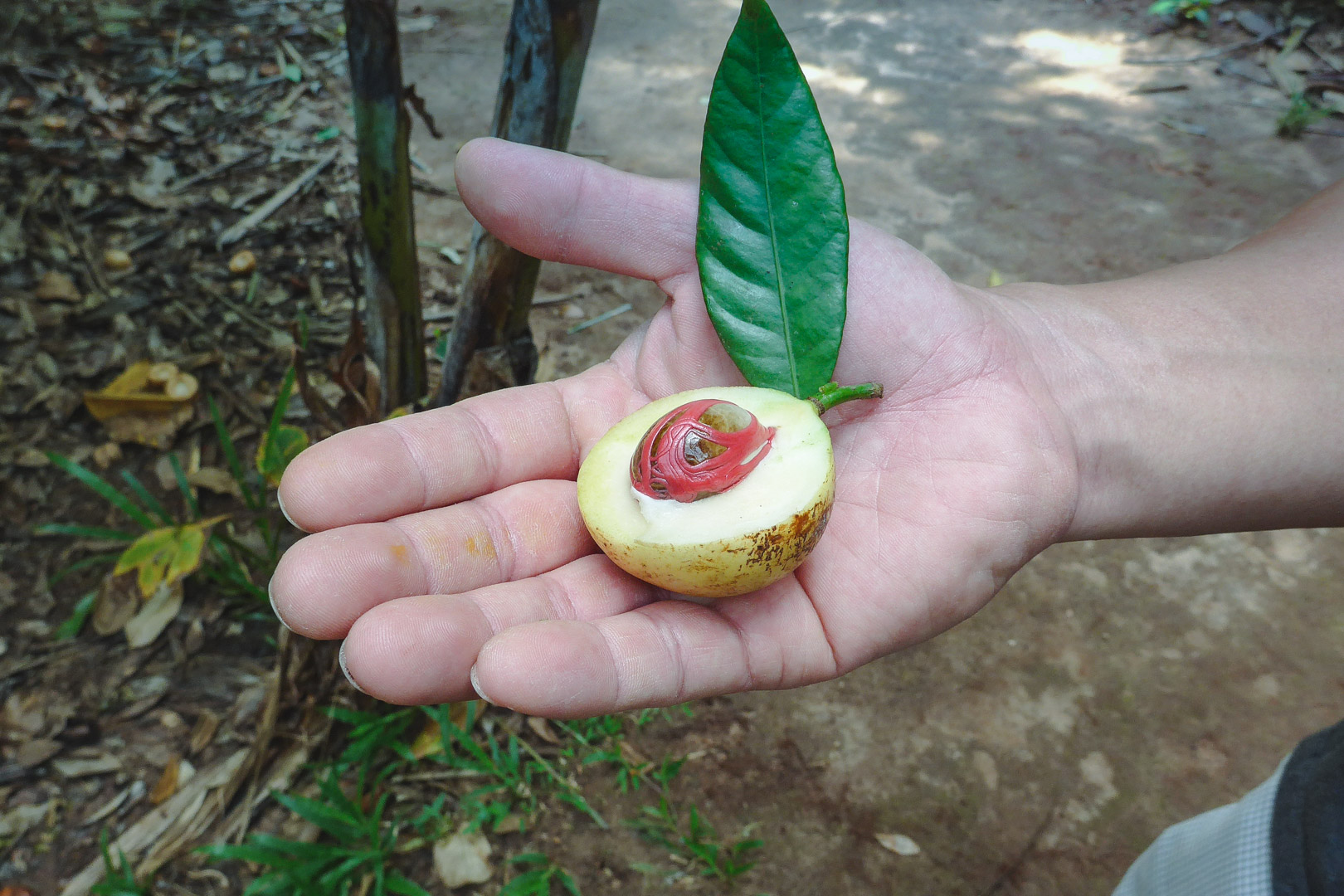 Nutmeg pod on Zanzibar Spice Tour